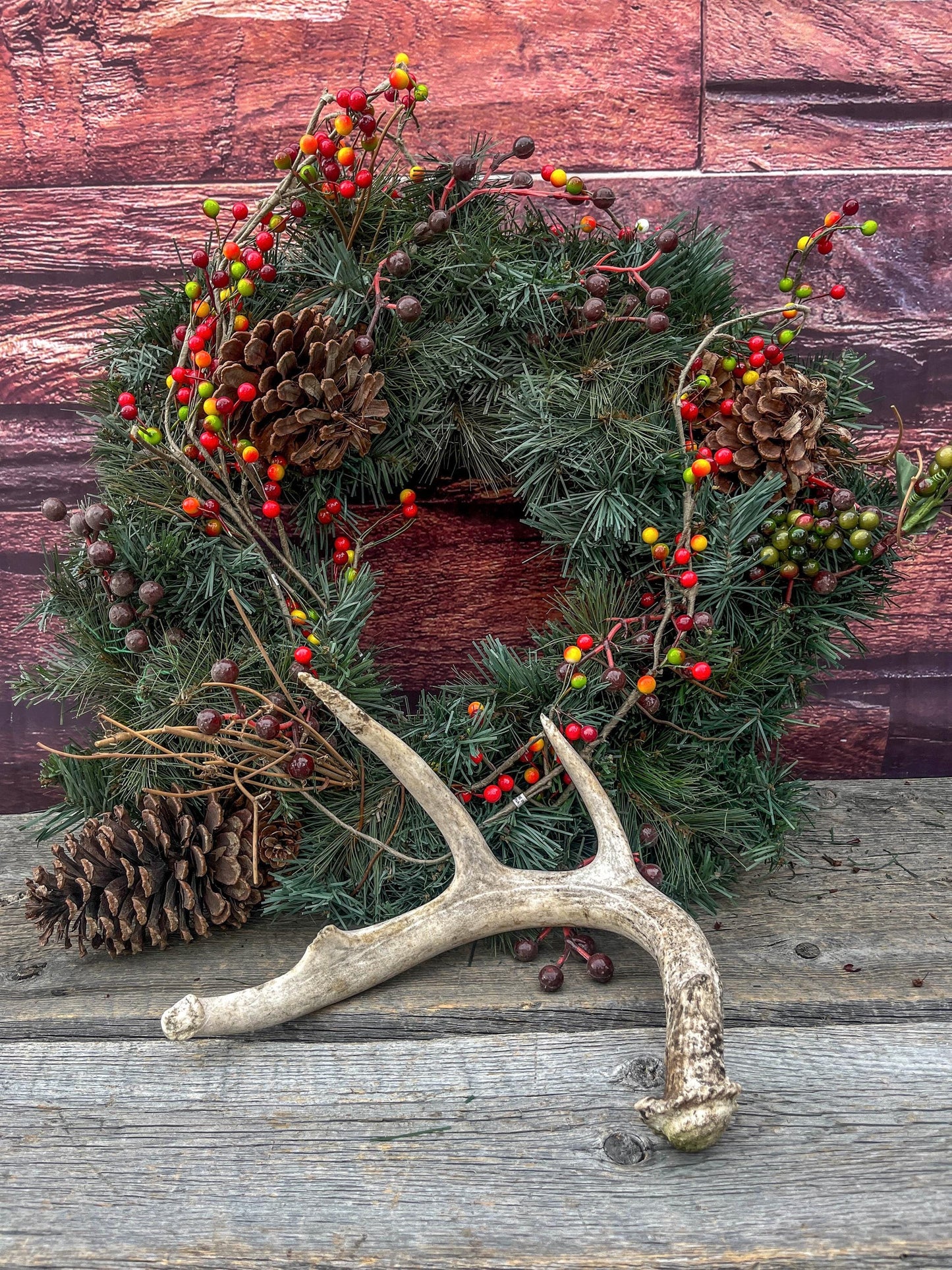 Medium White-tailed deer Antler - 4 Points Perfect for crafting, design, decor and more!