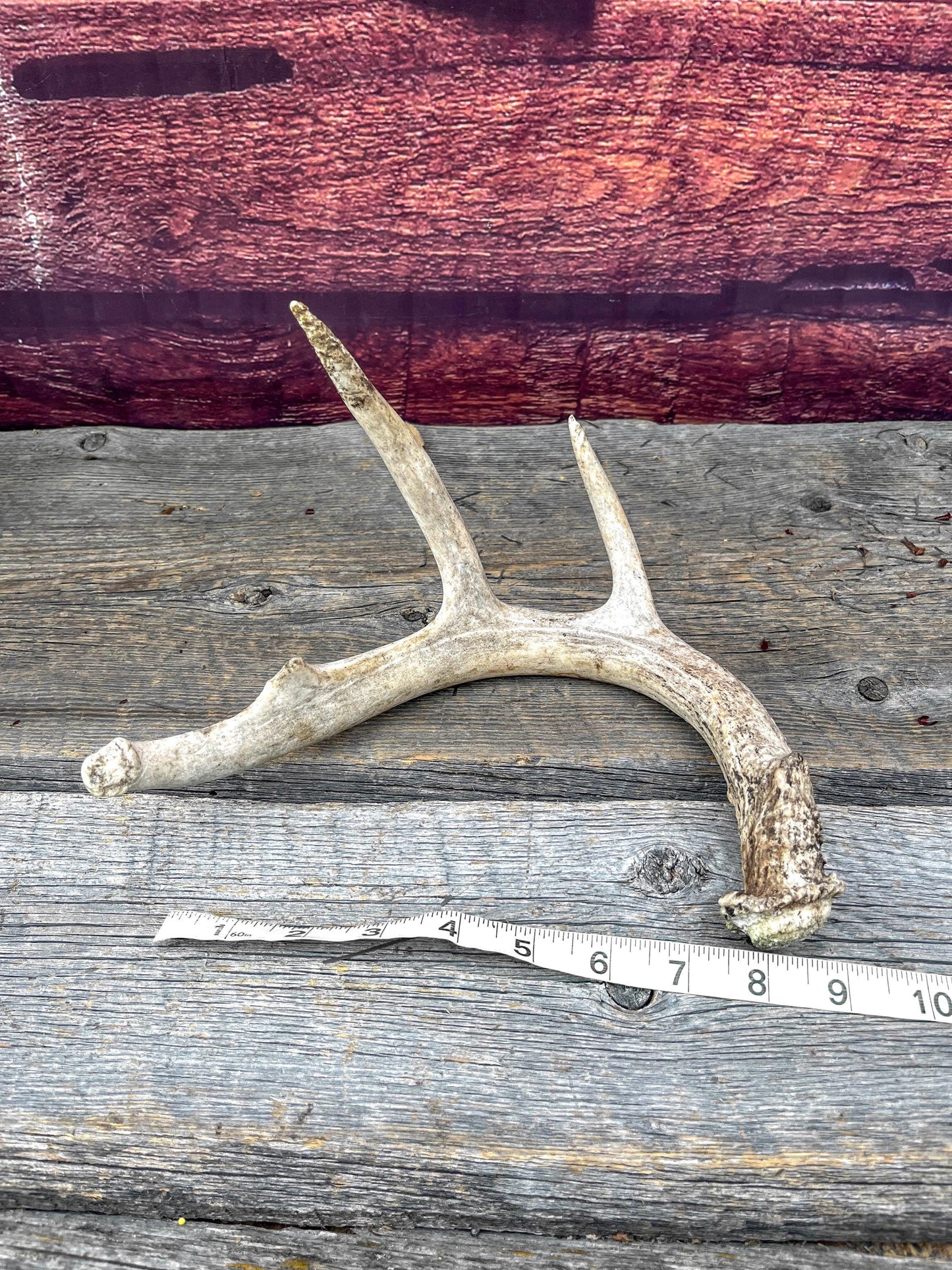 Medium White-tailed deer Antler - 4 Points Perfect for crafting, design, decor and more!