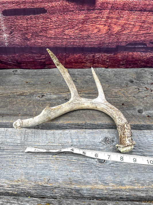 Medium White-tailed deer Antler - 4 Points Perfect for crafting, design, decor and more!