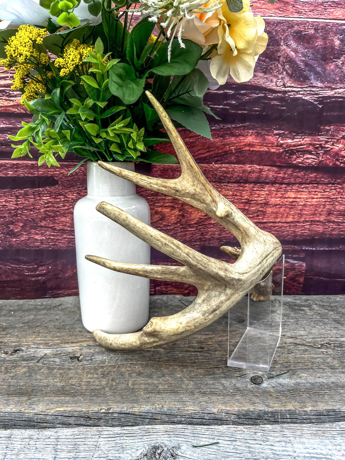Naturally Shed Mule Deer Deer Antler. Large Deer Horn/Antler, Cabin, Rustic style decoration and crafting!