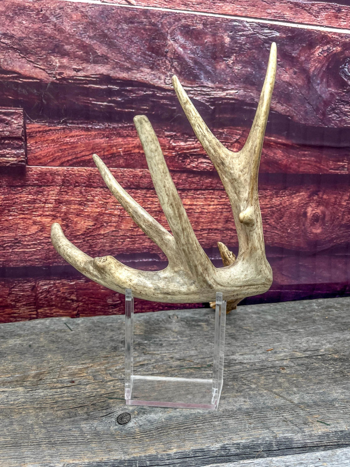 Naturally Shed Mule Deer Deer Antler. Large Deer Horn/Antler, Cabin, Rustic style decoration and crafting!