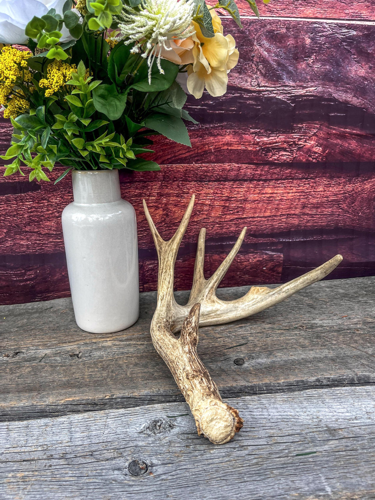 Naturally Shed Mule Deer Deer Antler. Large Deer Horn/Antler, Cabin, Rustic style decoration and crafting!
