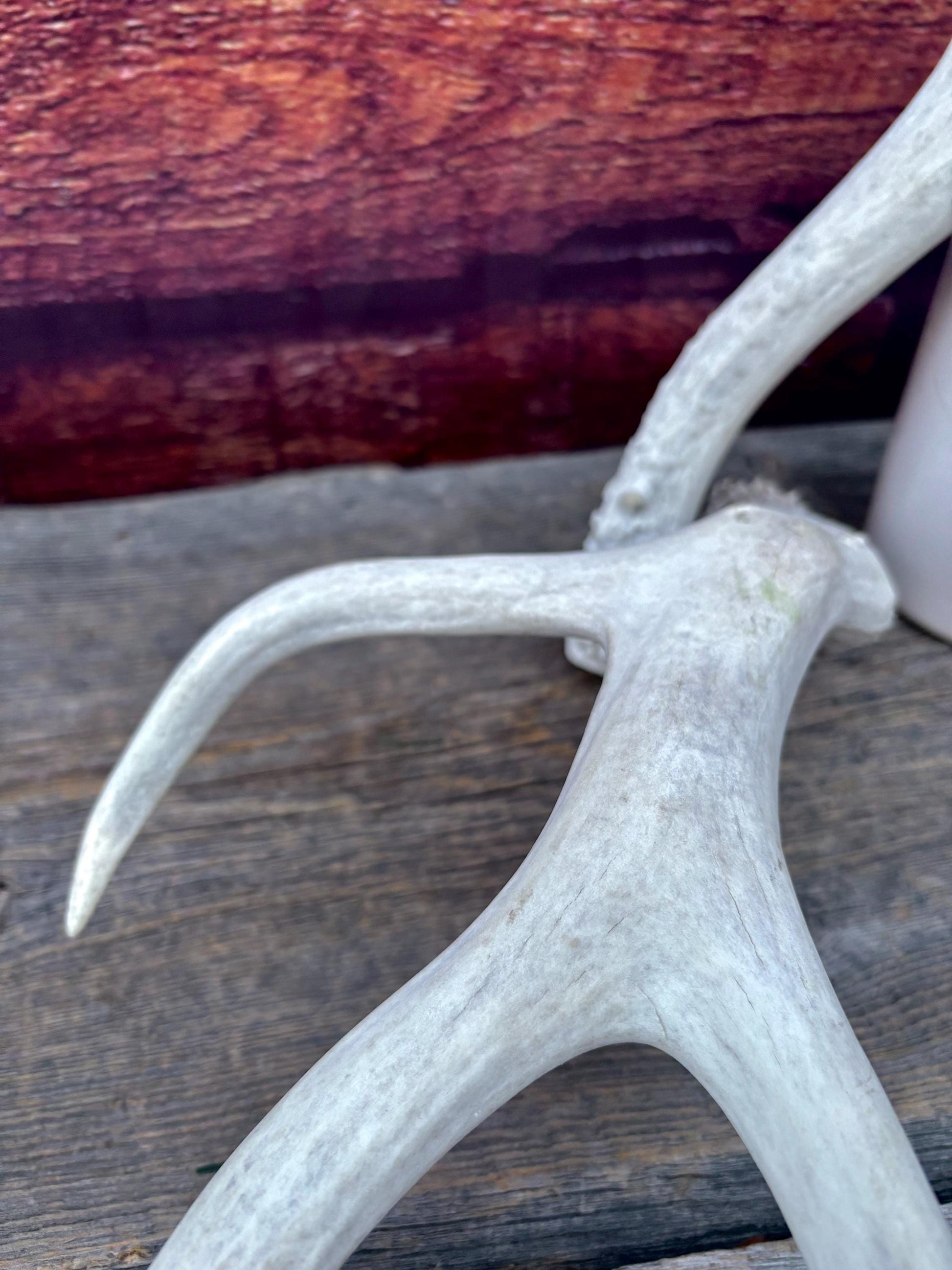 Mule deer Antler Set. Medium in size. Naturally shed. Decor, Crafting & More