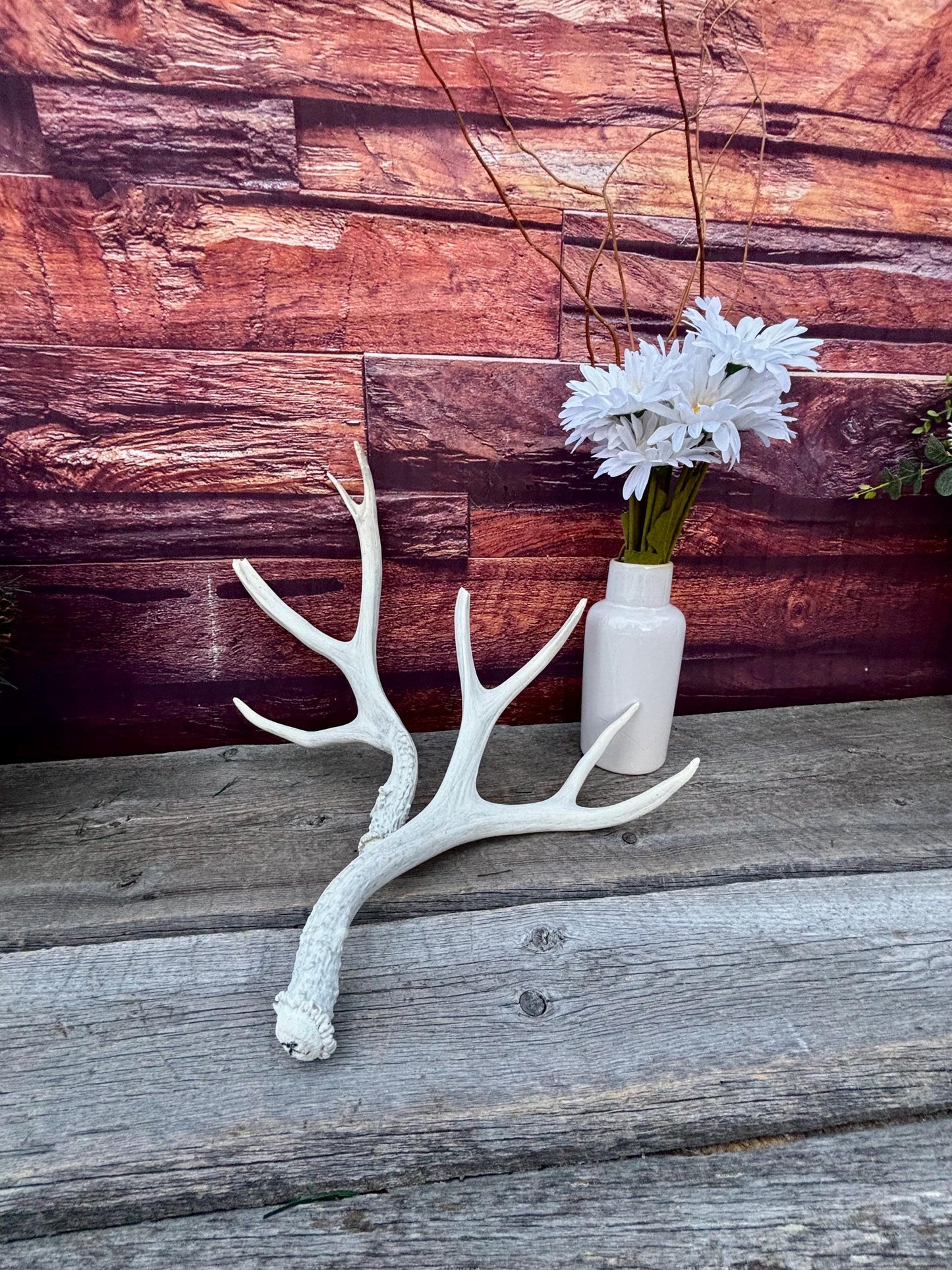Mule deer Antler Set. Medium in size. Naturally shed. Decor, Crafting & More