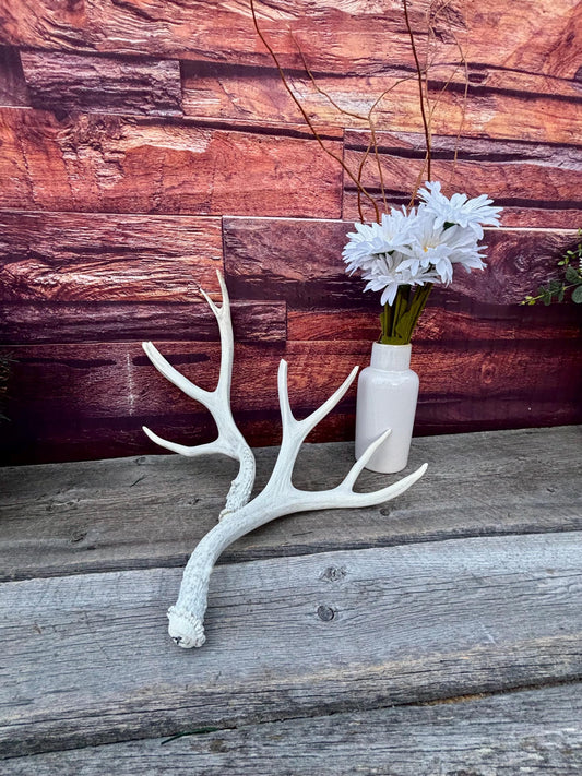 Mule deer Antler Set. Medium in size. Naturally shed. Decor, Crafting & More