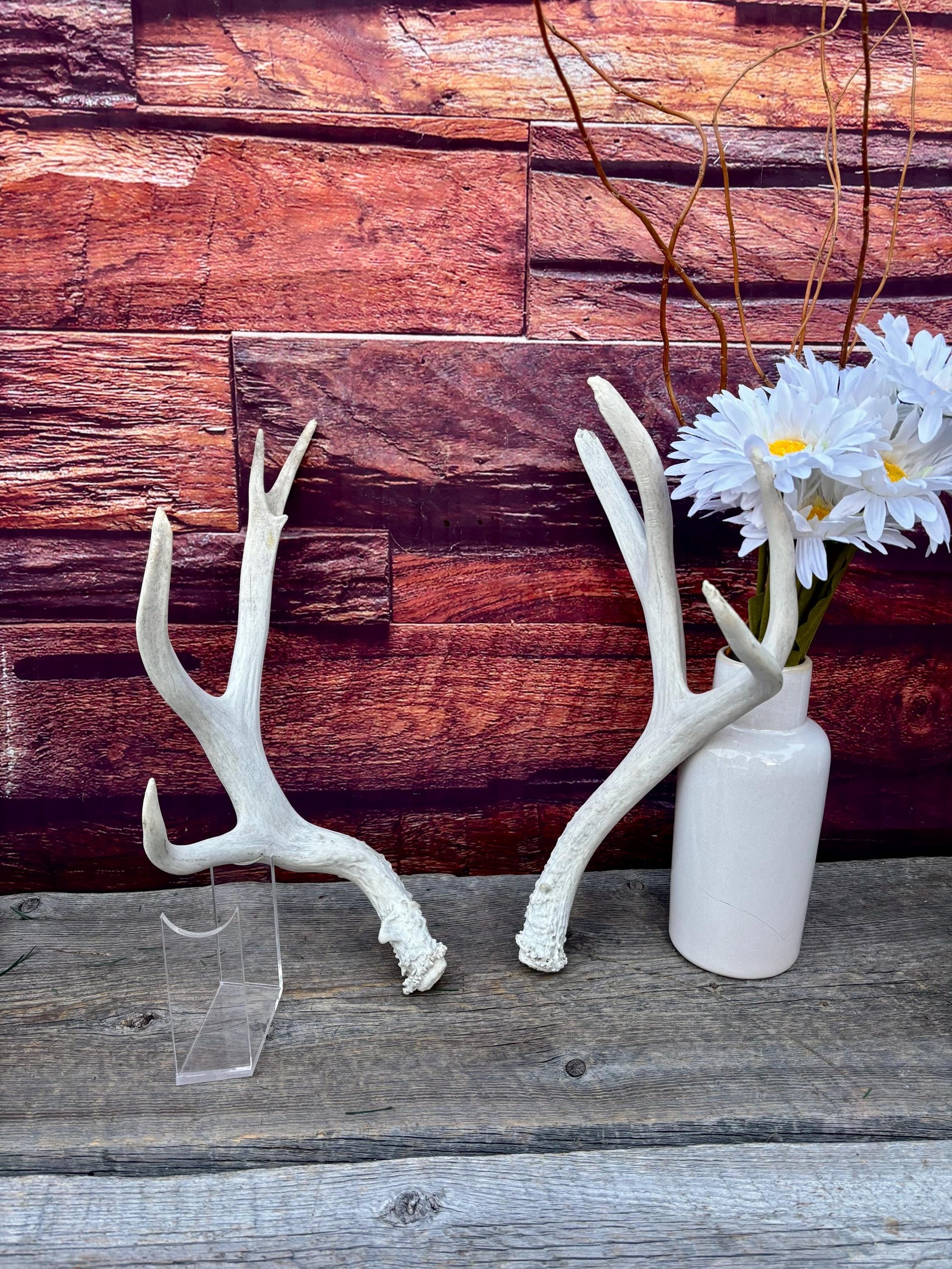 Mule deer Antler Set. Medium in size. Naturally shed. Decor, Crafting & More