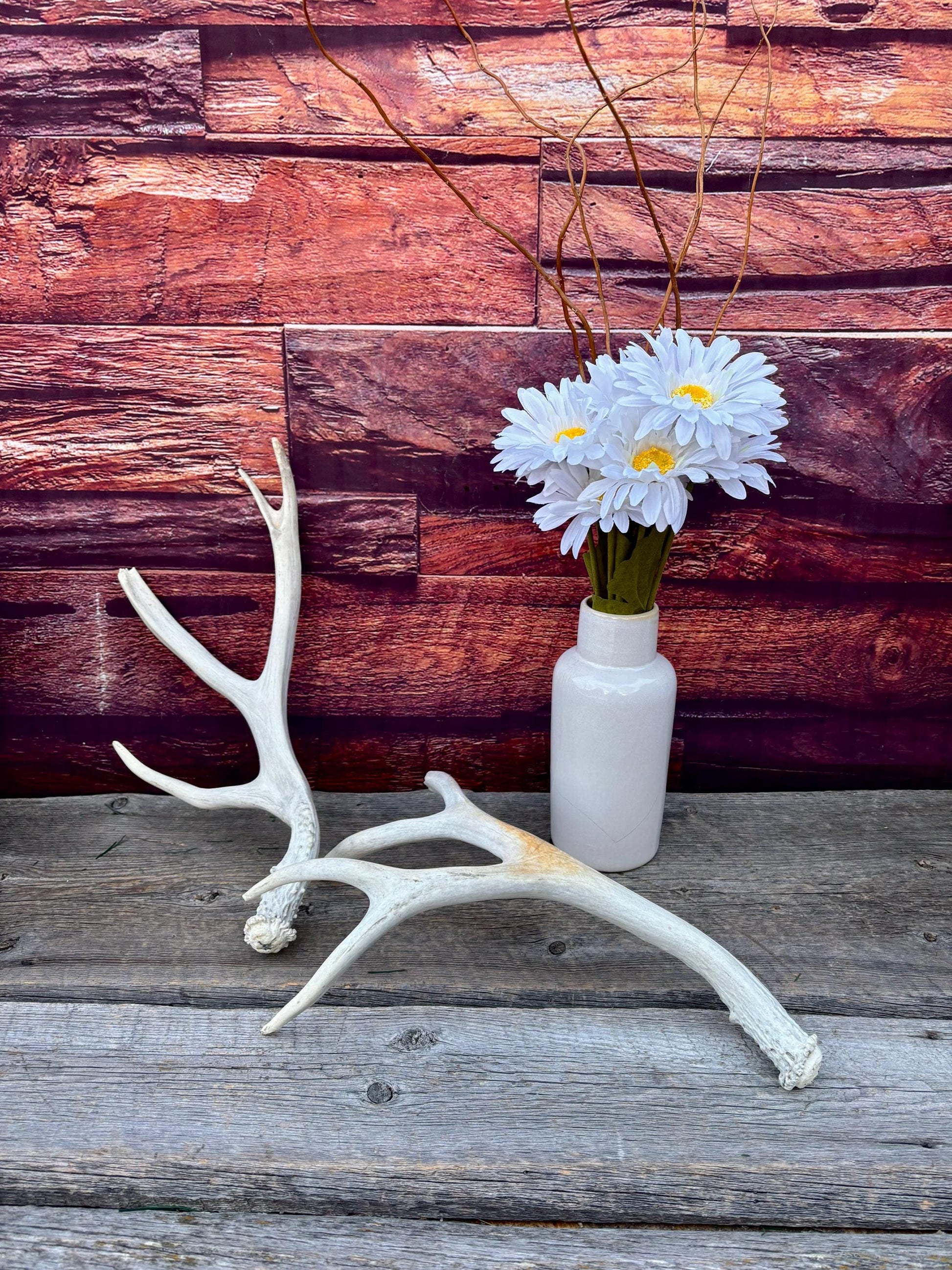 Mule deer Antler Set. Medium in size. Naturally shed. Decor, Crafting & More