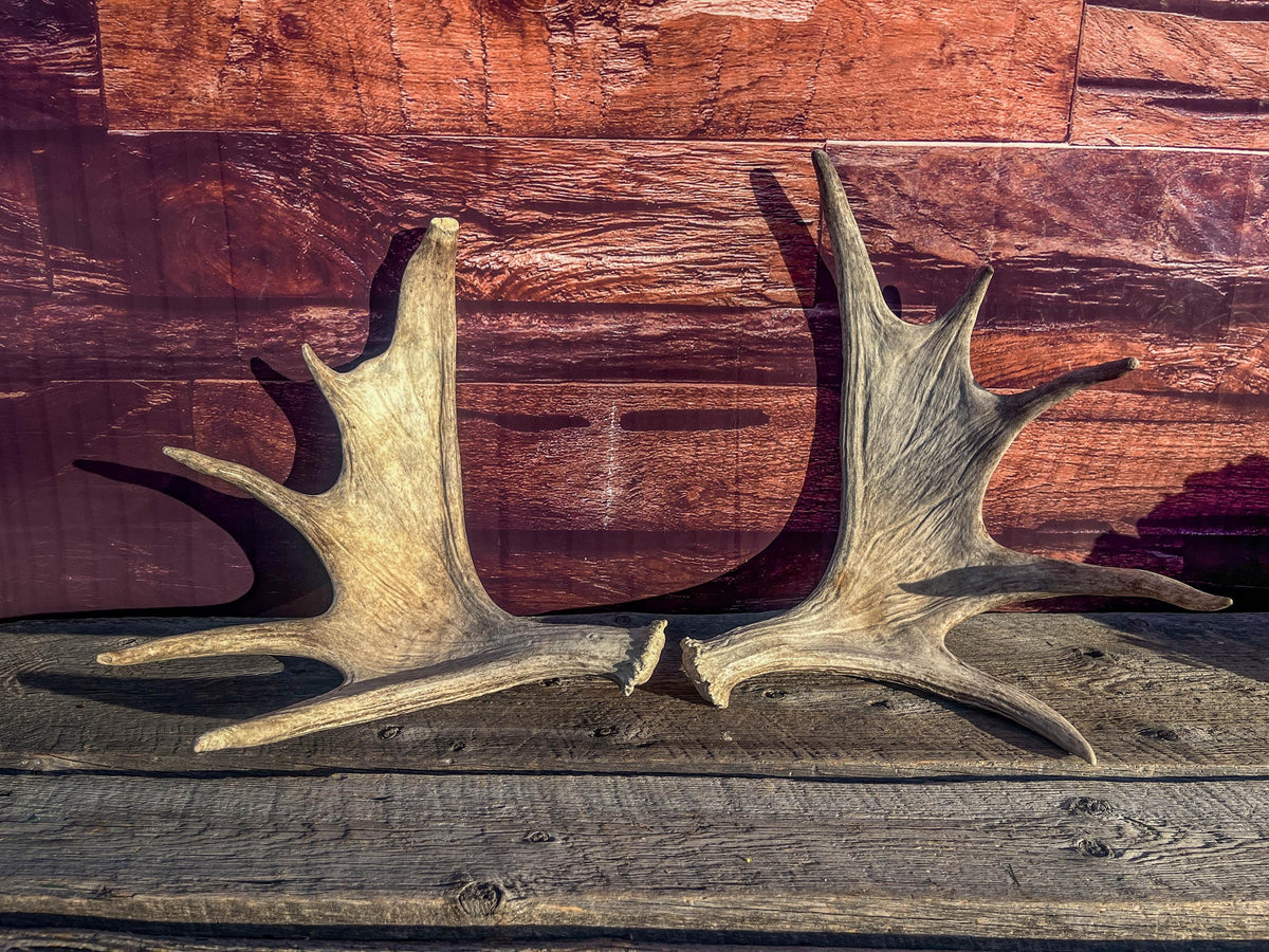 Moose Antler Pair. Medium Sized Canadian Moose Antlers - Crafting & Decor