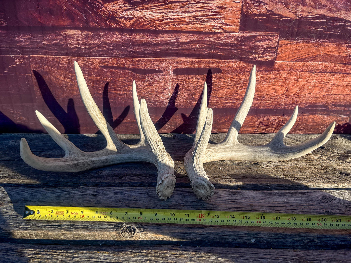 White-tailed Deer Antlers - Large Matching Set. Decor, Crafting and More.