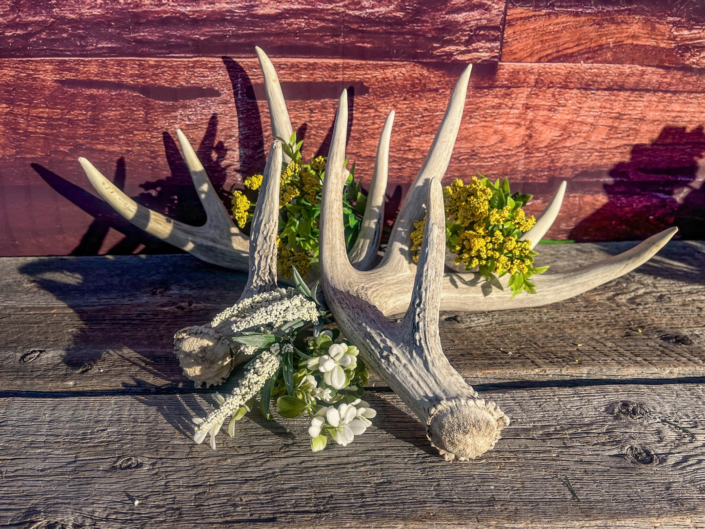 White-tailed Deer Antlers - Large Matching Set. Decor, Crafting and More.