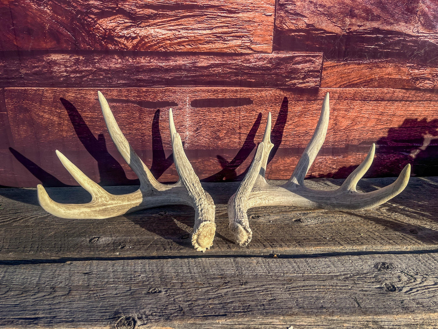 White-tailed Deer Antlers - Large Matching Set. Decor, Crafting and More.