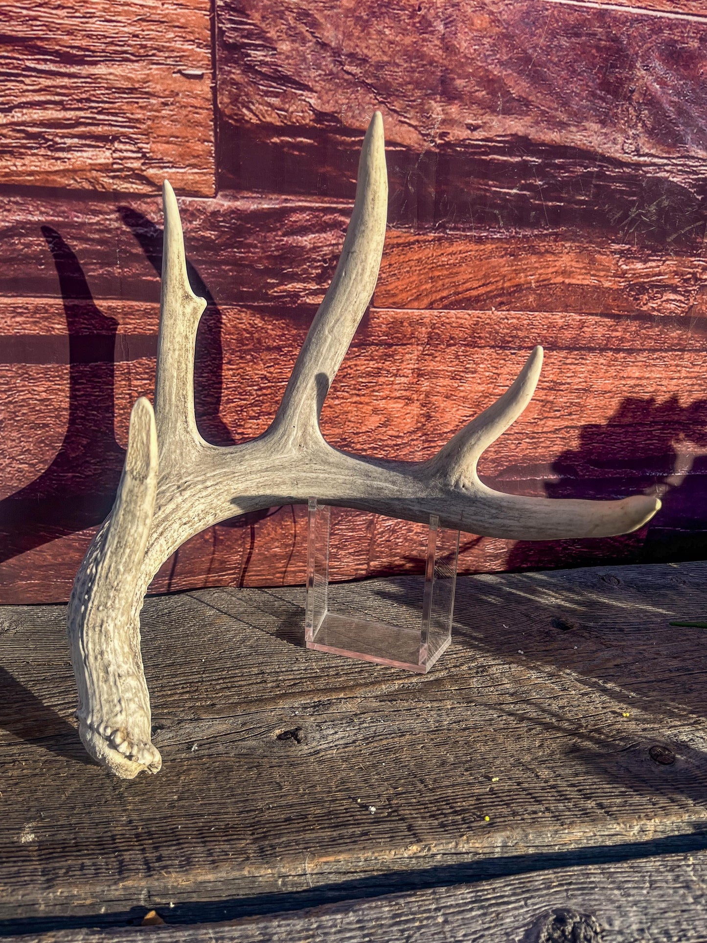 White-tailed Deer Antlers - Large Matching Set. Decor, Crafting and More.