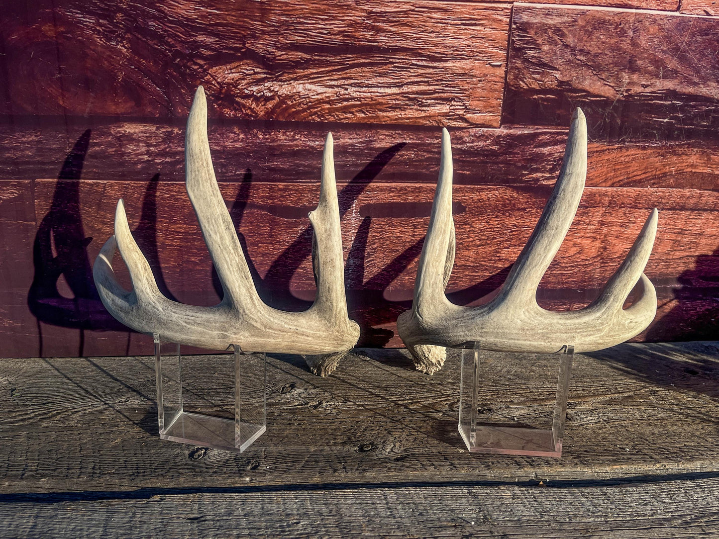 White-tailed Deer Antlers - Large Matching Set. Decor, Crafting and More.