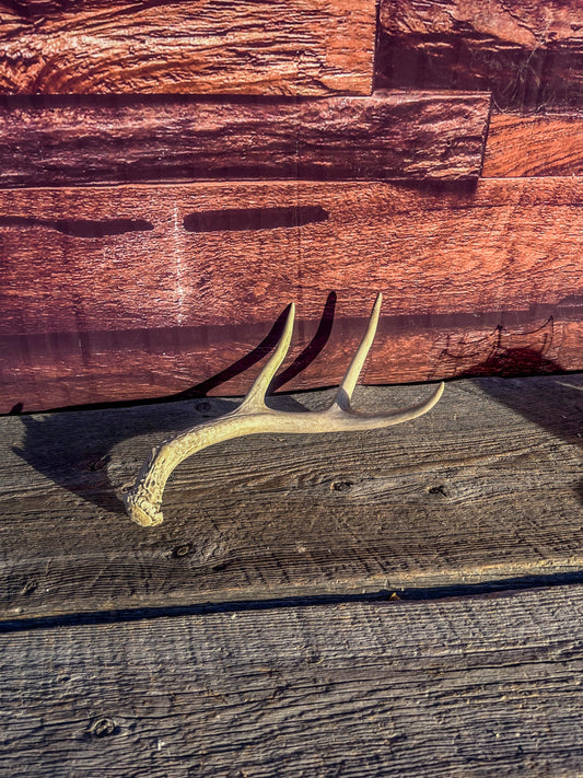 White-Tailed Deer Antler: 3 Point Rustic Cabin Decor Piece.