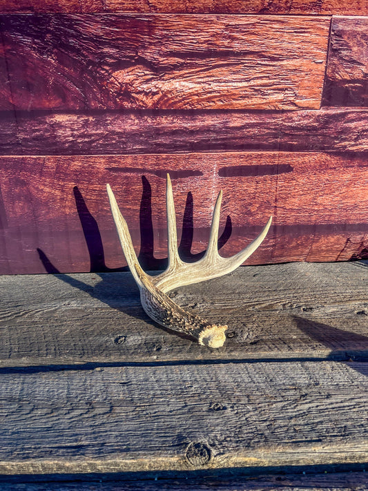 Deer Antler - White-tailed deer Antler. Wild antler for Decor, Design, and More.