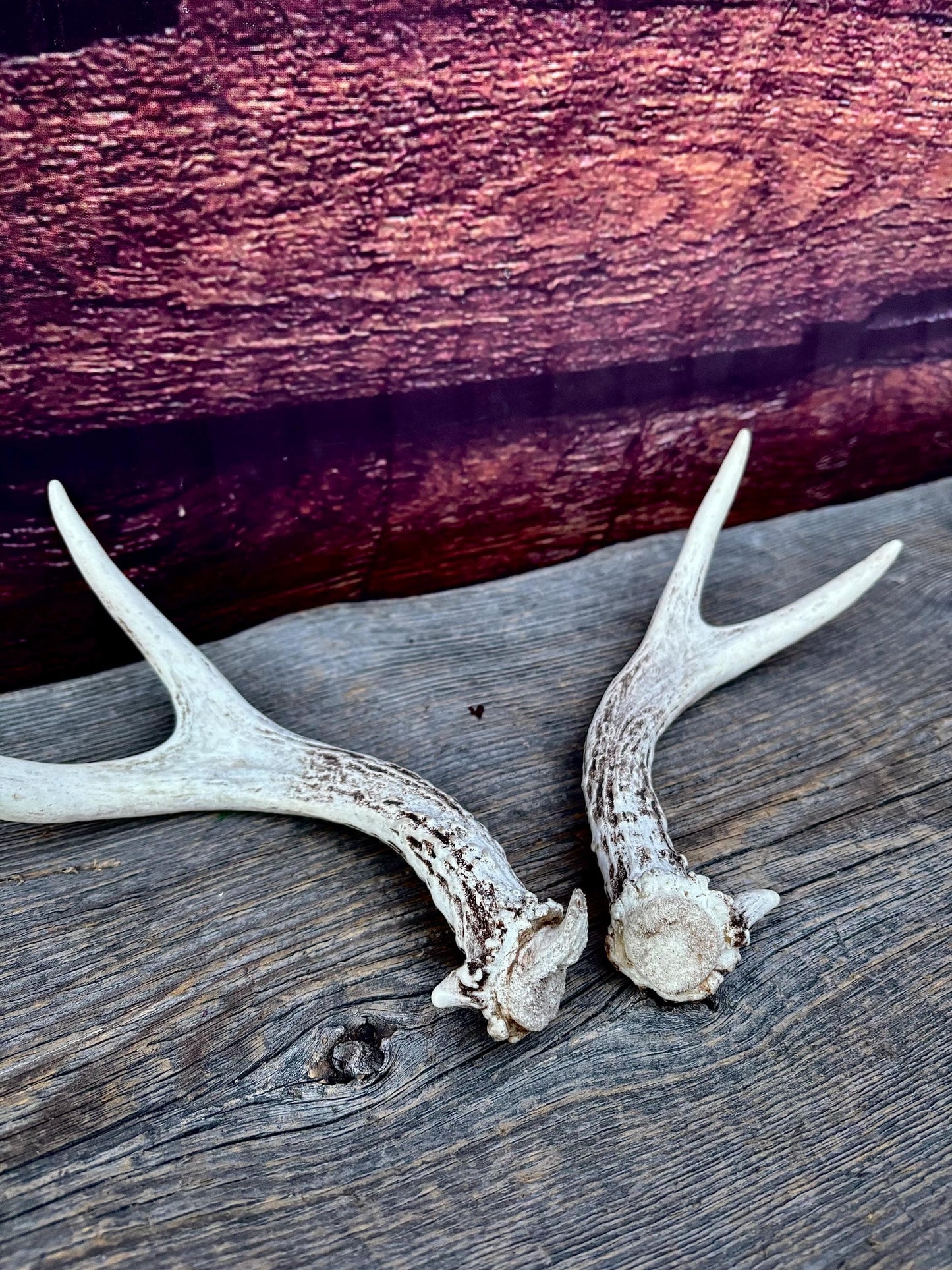 Mule Deer Antlers - Matched Forks! Naturally Shed - No harm antlers for Decor, Crafting, Pets and More