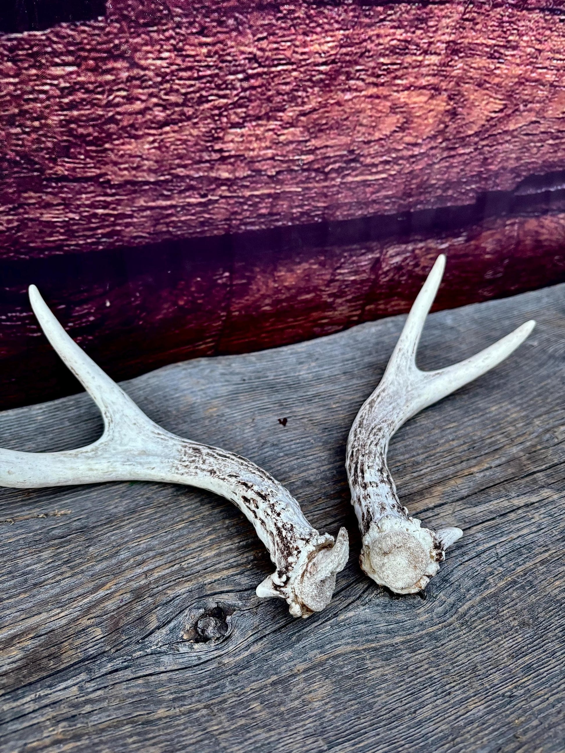 Mule Deer Antlers - Matched Forks! Naturally Shed - No harm antlers for Decor, Crafting, Pets and More