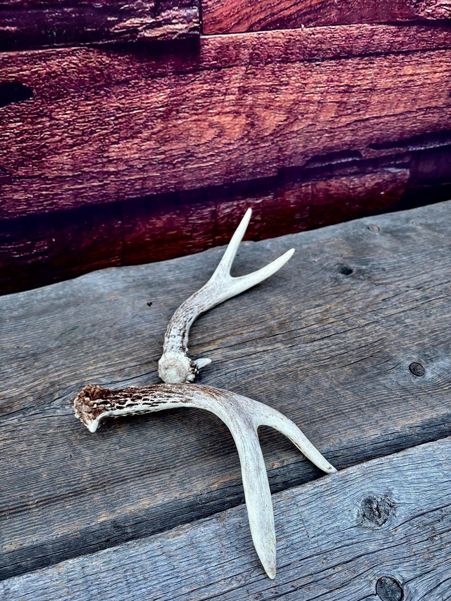 Mule Deer Antlers - Matched Forks! Naturally Shed - No harm antlers for Decor, Crafting, Pets and More
