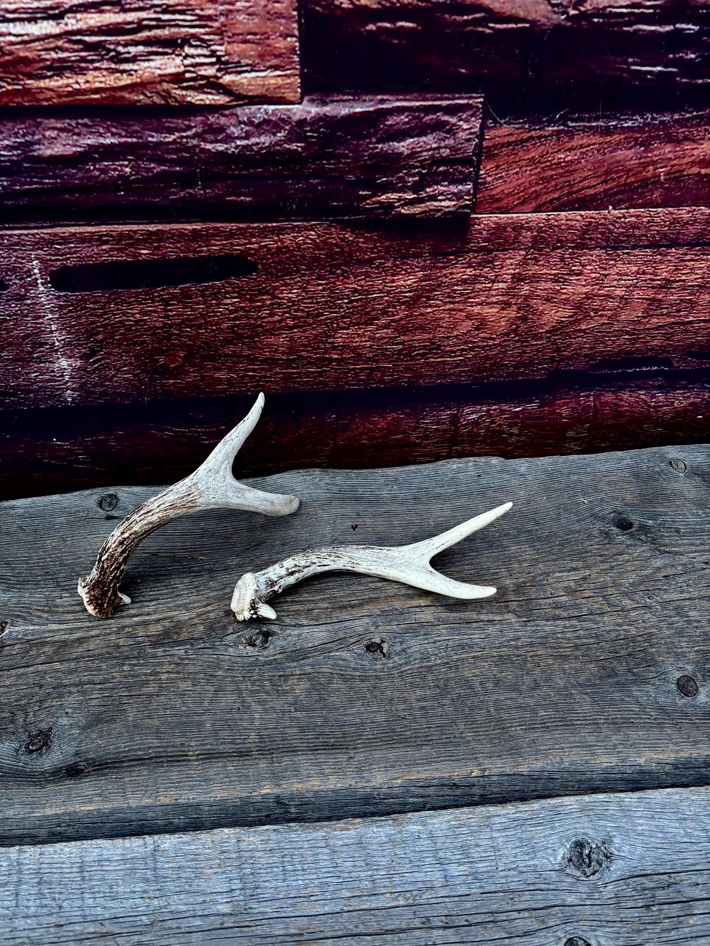 Mule Deer Antlers - Matched Forks! Naturally Shed - No harm antlers for Decor, Crafting, Pets and More