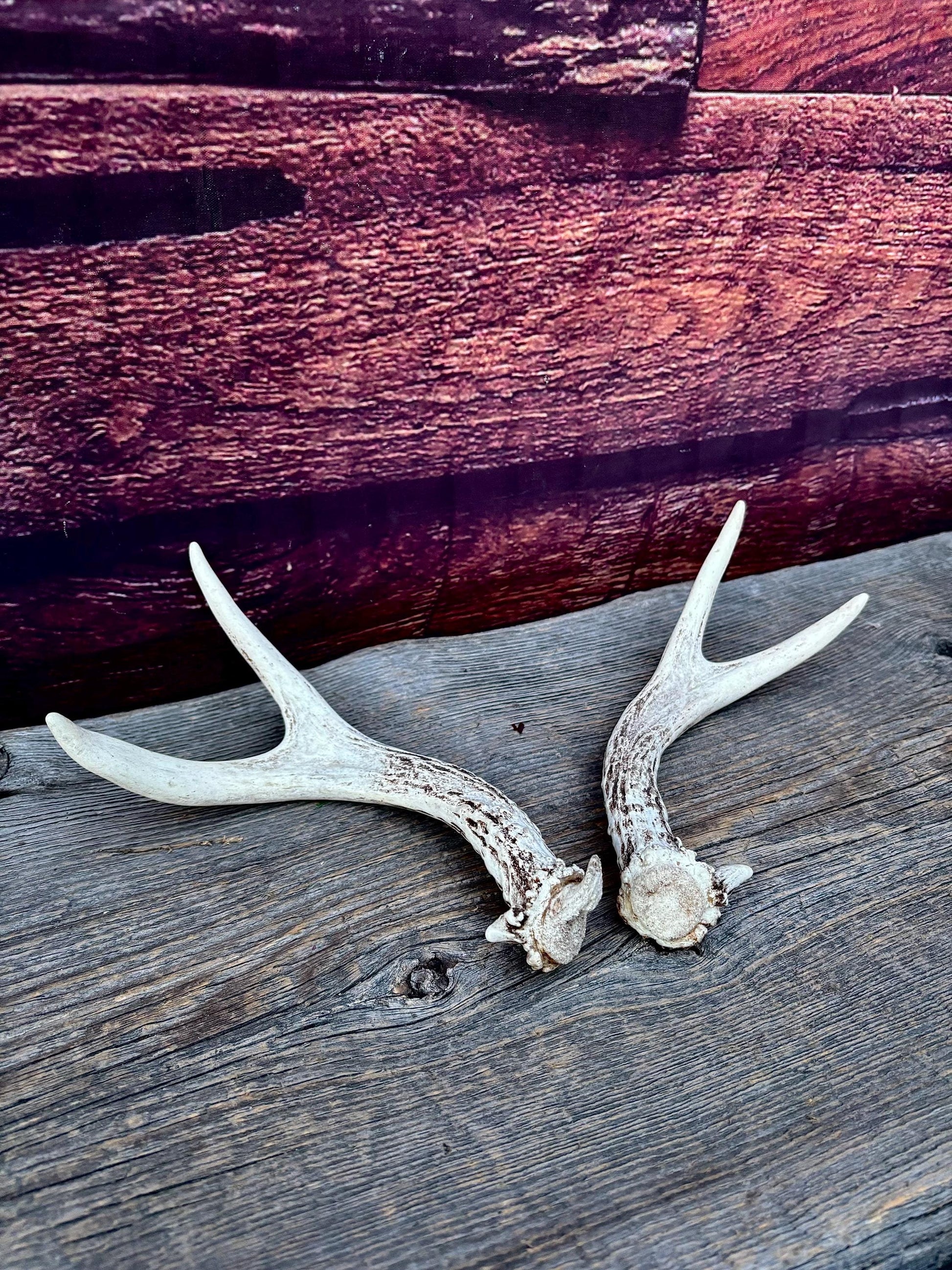 Mule Deer Antlers - Matched Forks! Naturally Shed - No harm antlers for Decor, Crafting, Pets and More