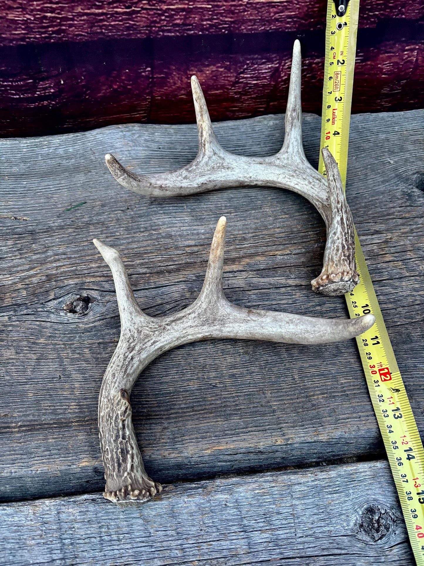 Set of Canadian Whitetail Deer Antlers. Classic Fresh, Large, Small 4x4 Antler Set.