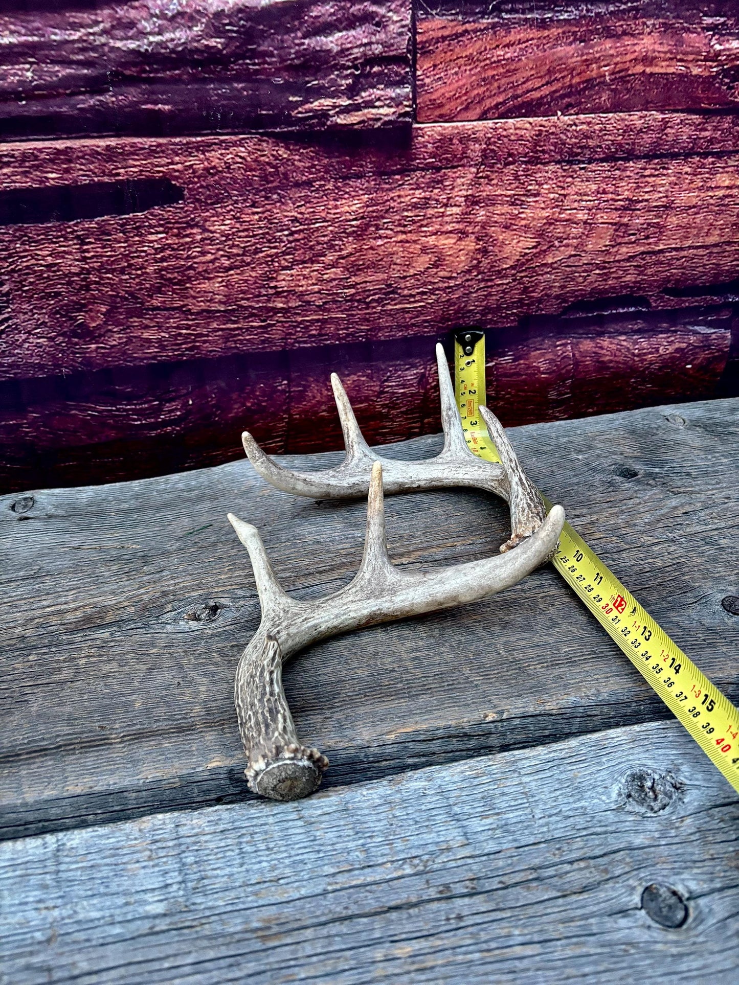 Set of Canadian Whitetail Deer Antlers. Classic Fresh, Large, Small 4x4 Antler Set.
