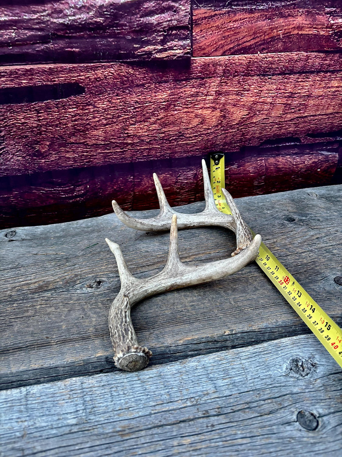 Set of Canadian Whitetail Deer Antlers. Classic Fresh, Large, Small 4x4 Antler Set.