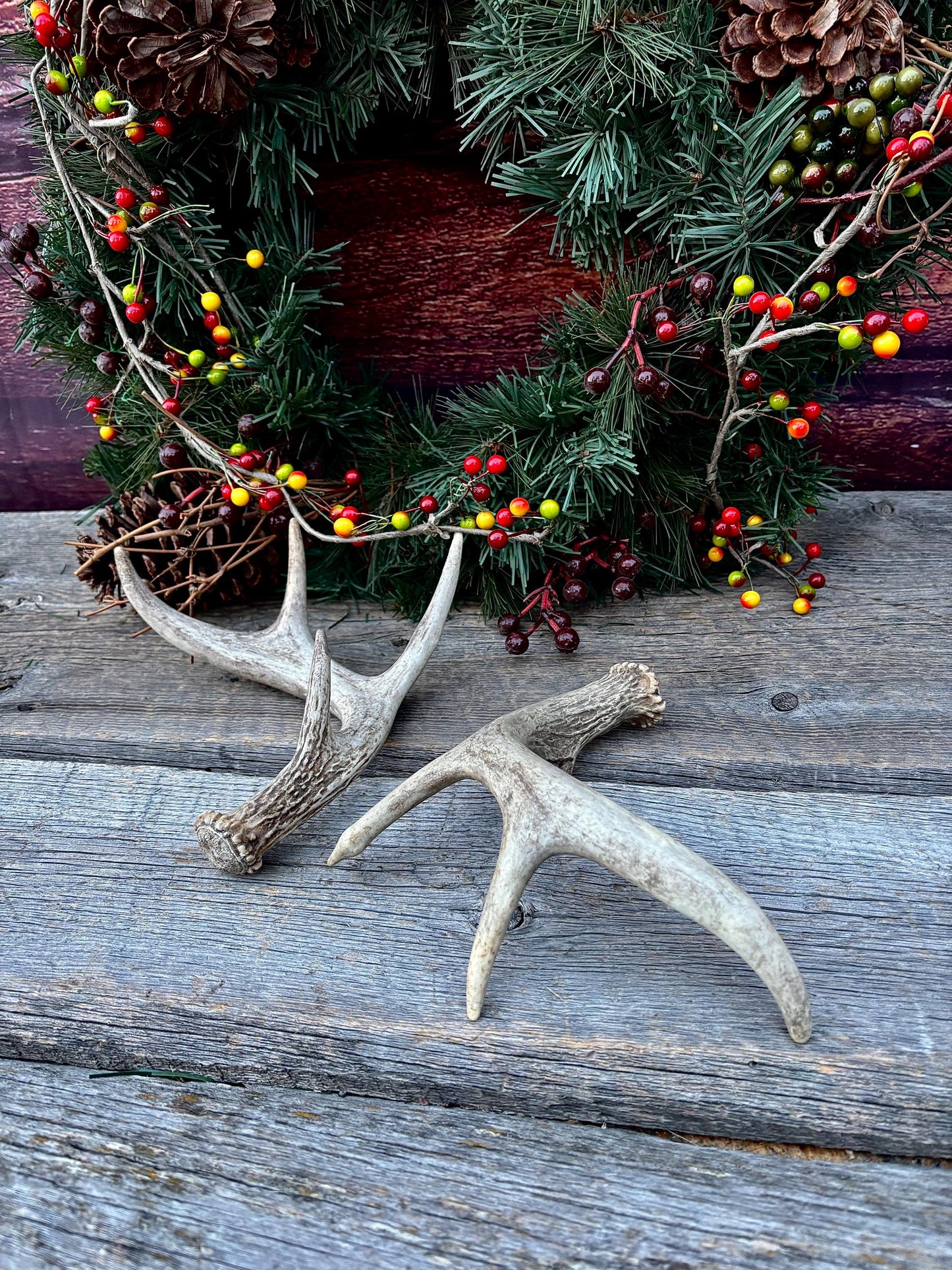 Set of Canadian Whitetail Deer Antlers. Classic Fresh, Large, Small 4x4 Antler Set.