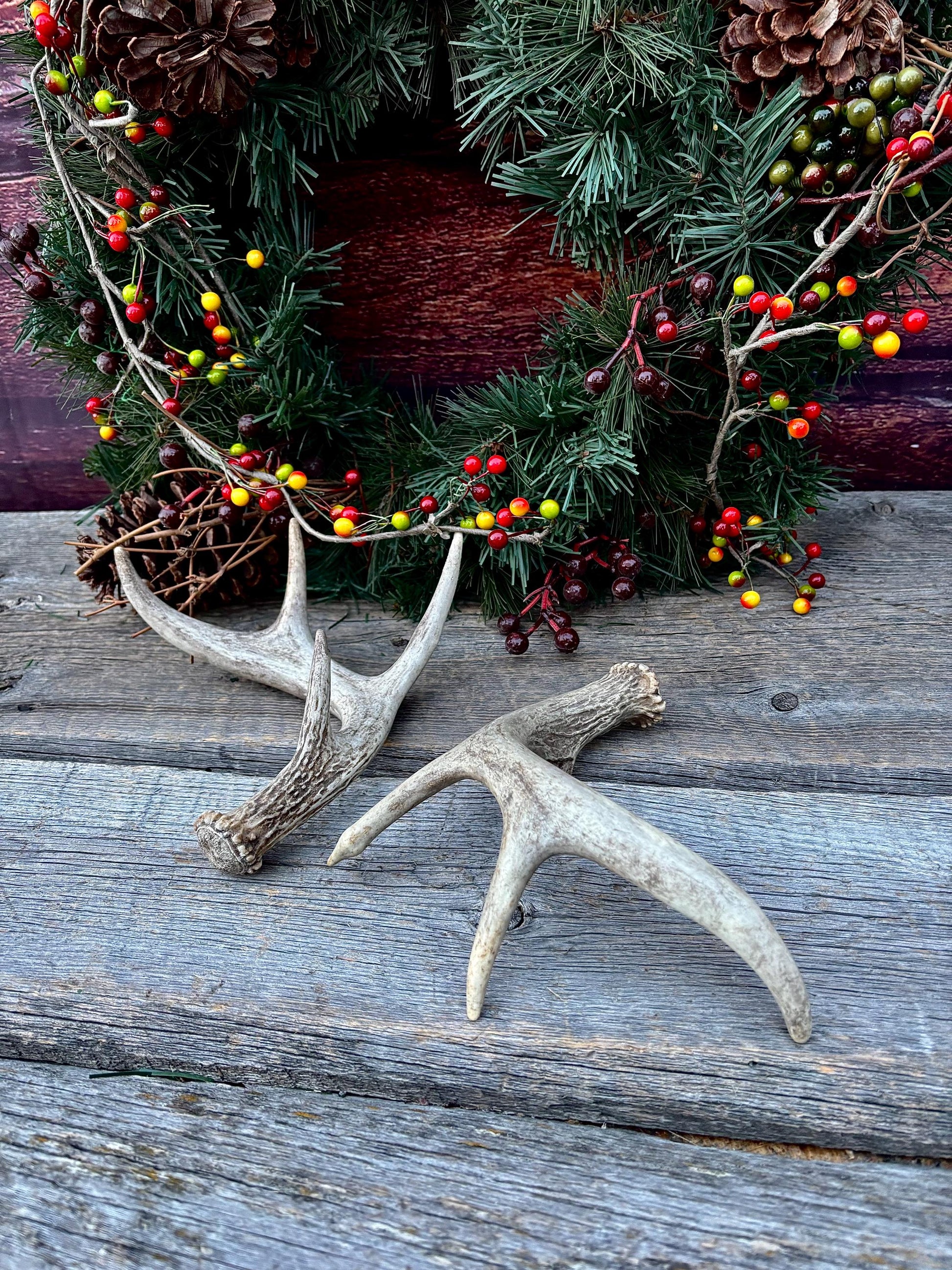 Set of Canadian Whitetail Deer Antlers. Classic Fresh, Large, Small 4x4 Antler Set.