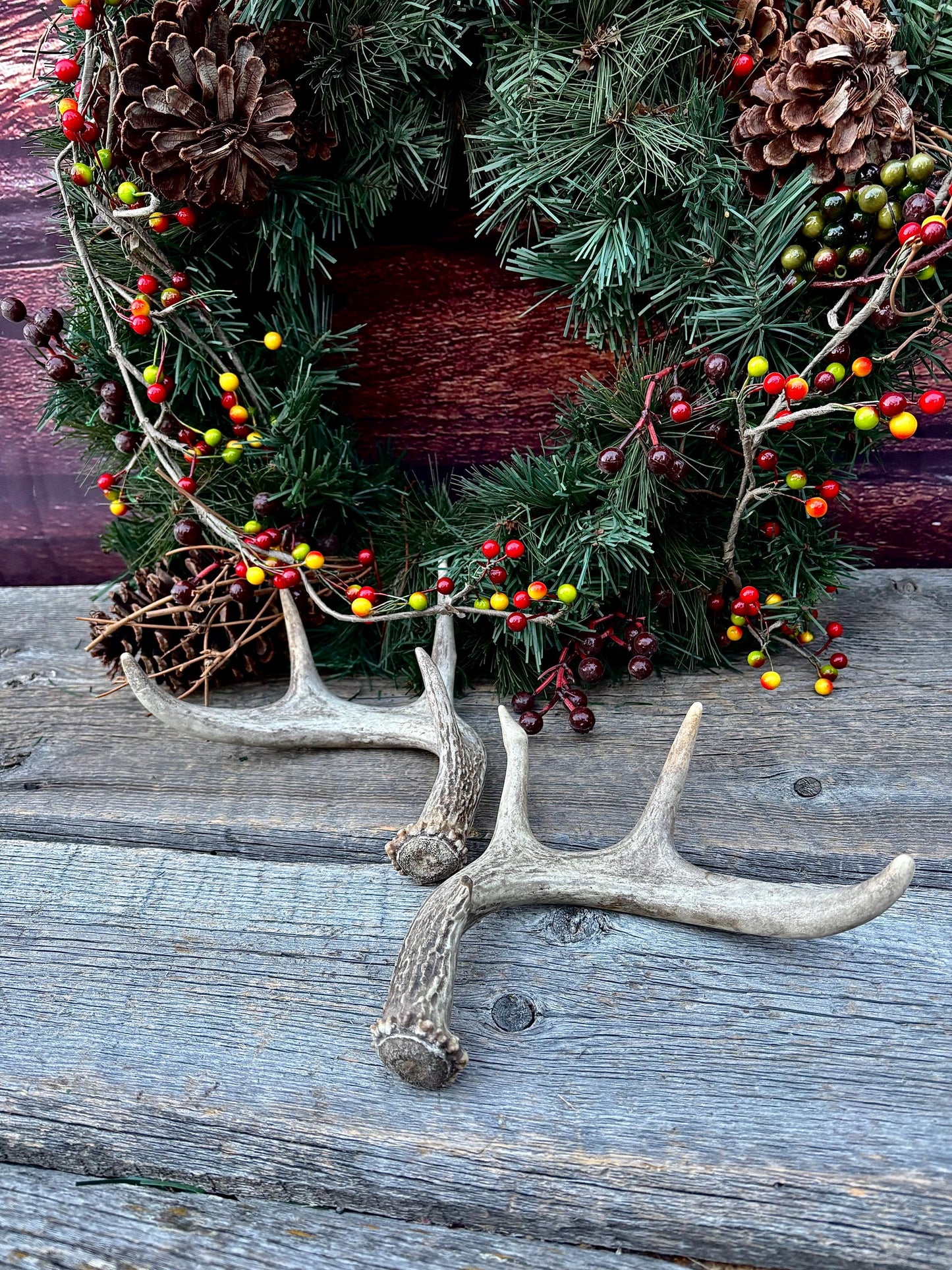 Set of Canadian Whitetail Deer Antlers. Classic Fresh, Large, Small 4x4 Antler Set.