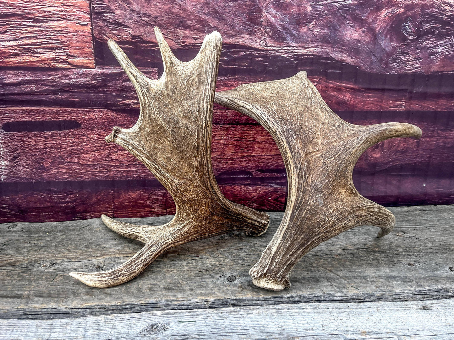 Moose Antler Set - Found 1 Year Apart: Crafting, Decor and More