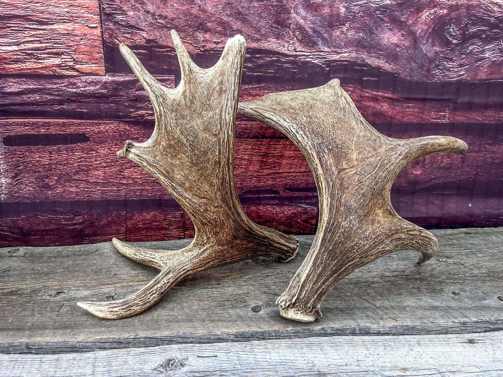 Moose Antler Set - Found 1 Year Apart: Crafting, Decor and More