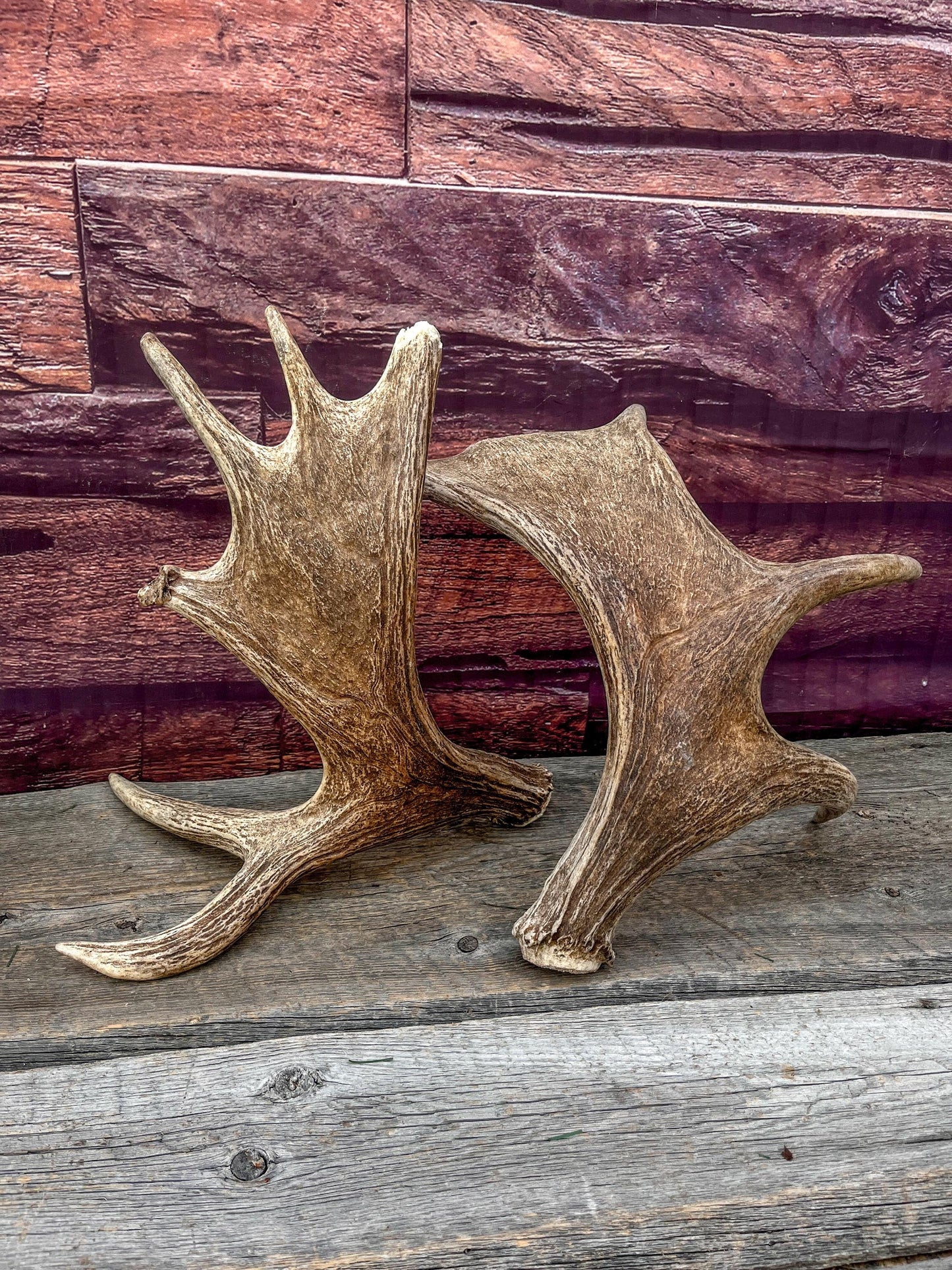 Moose Antler Set - Found 1 Year Apart: Crafting, Decor and More