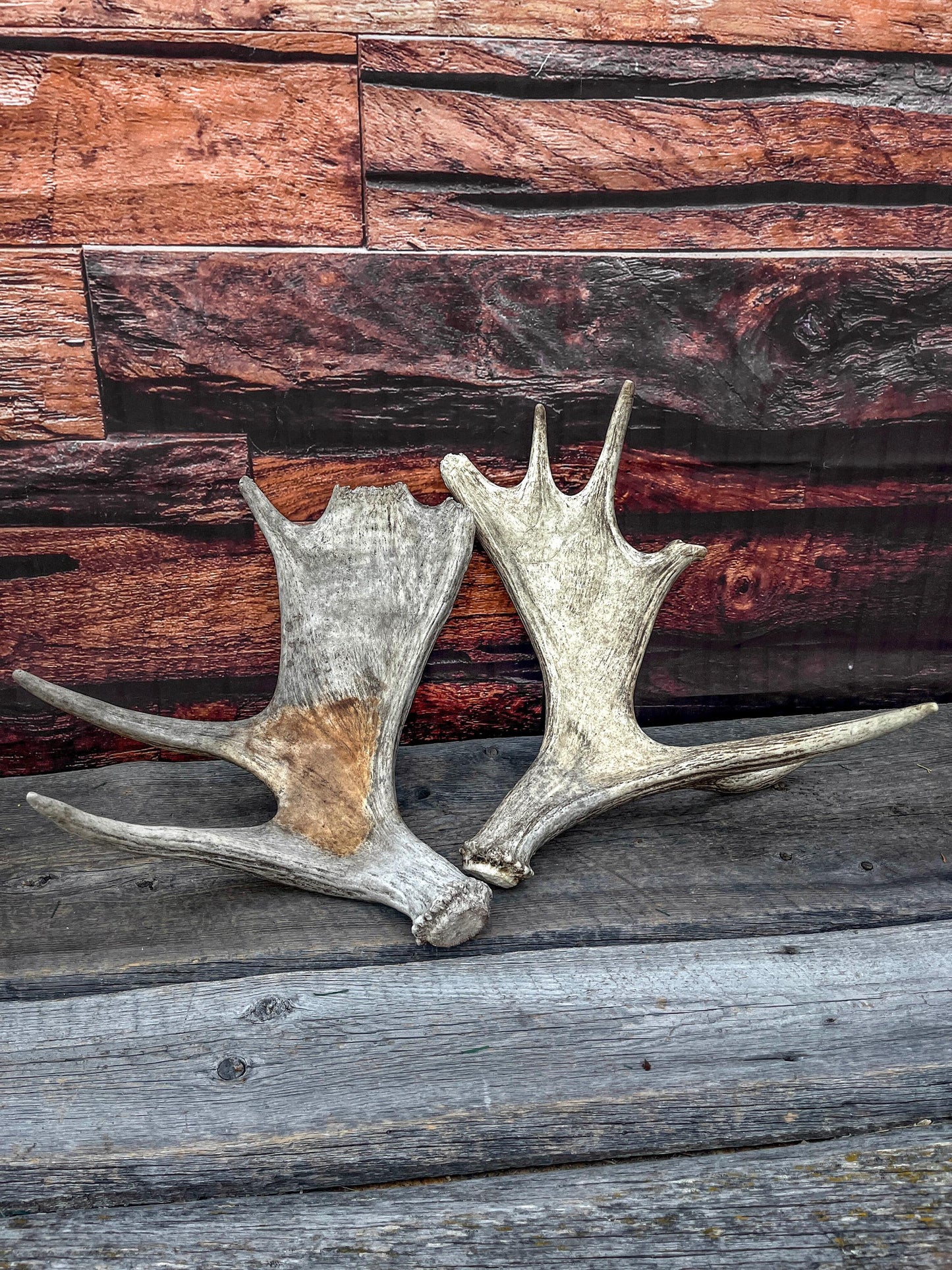 Moose Antler Set - Found 1 Year Apart: Crafting, Decor and More