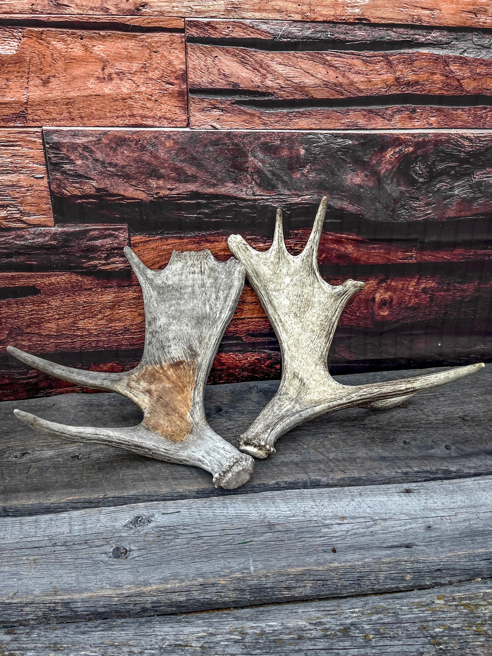 Moose Antler Set - Found 1 Year Apart: Crafting, Decor and More