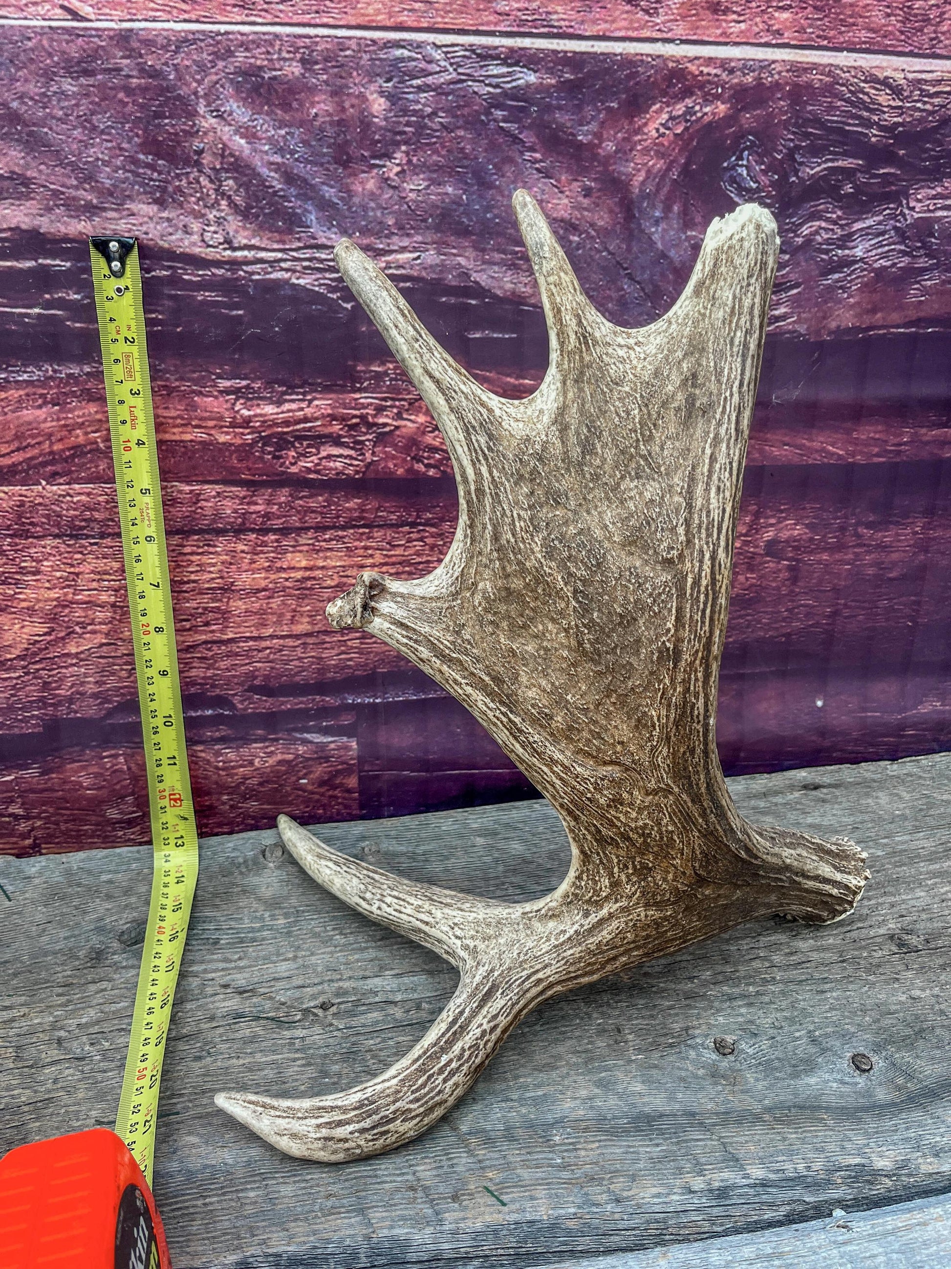 Moose Antler Set - Found 1 Year Apart: Crafting, Decor and More