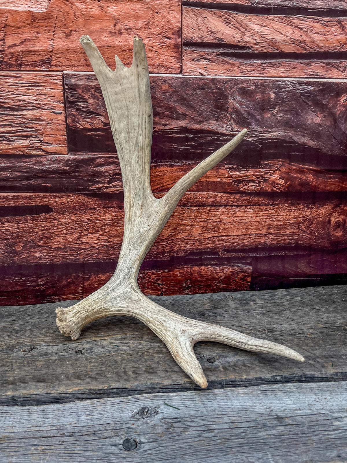 Med-Sized Moose Shed Antler. For Decor, Crafting and More!