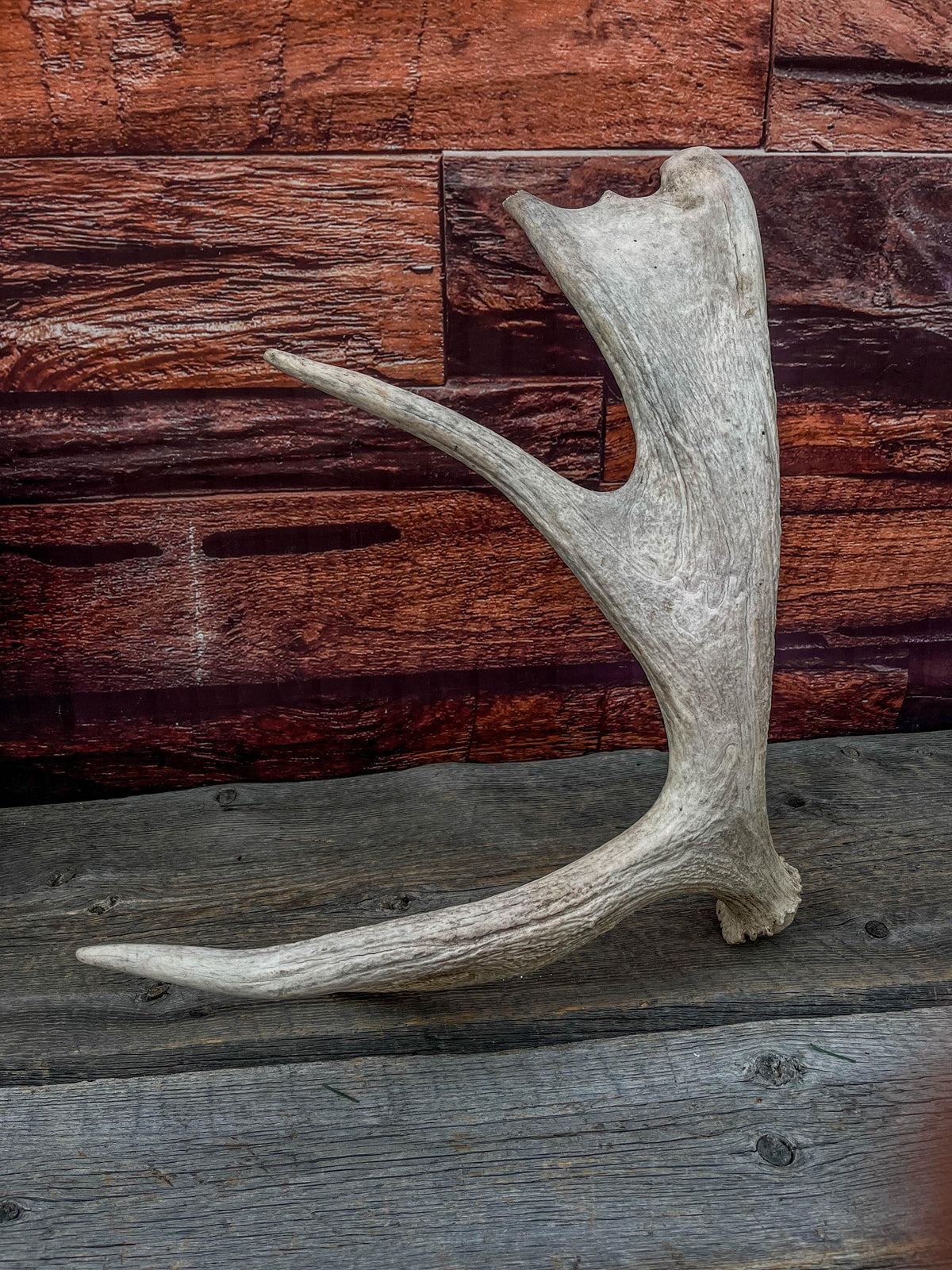 Med-Sized Moose Shed Antler. For Decor, Crafting and More!