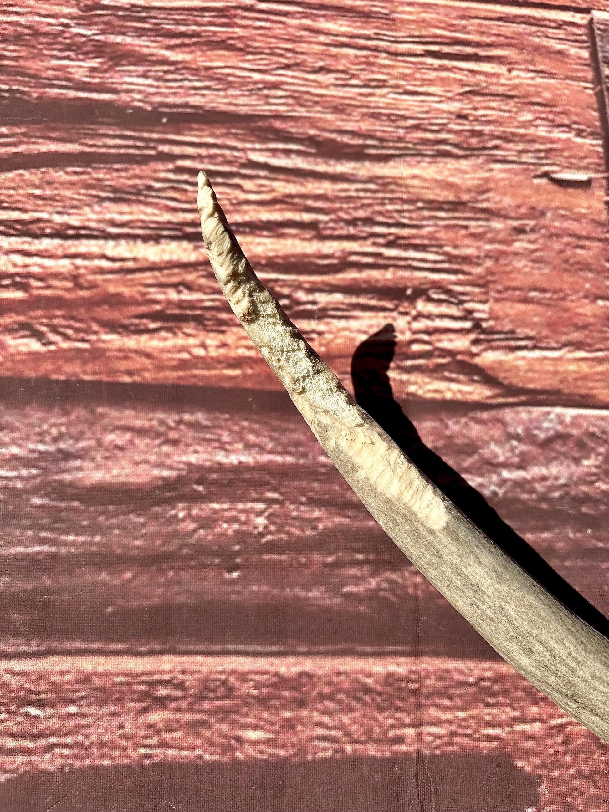 Large Mule deer Antler. Heavy Mass. Saskatchewan Mule deer. Rustic decor, centrepiece, crafting and more!