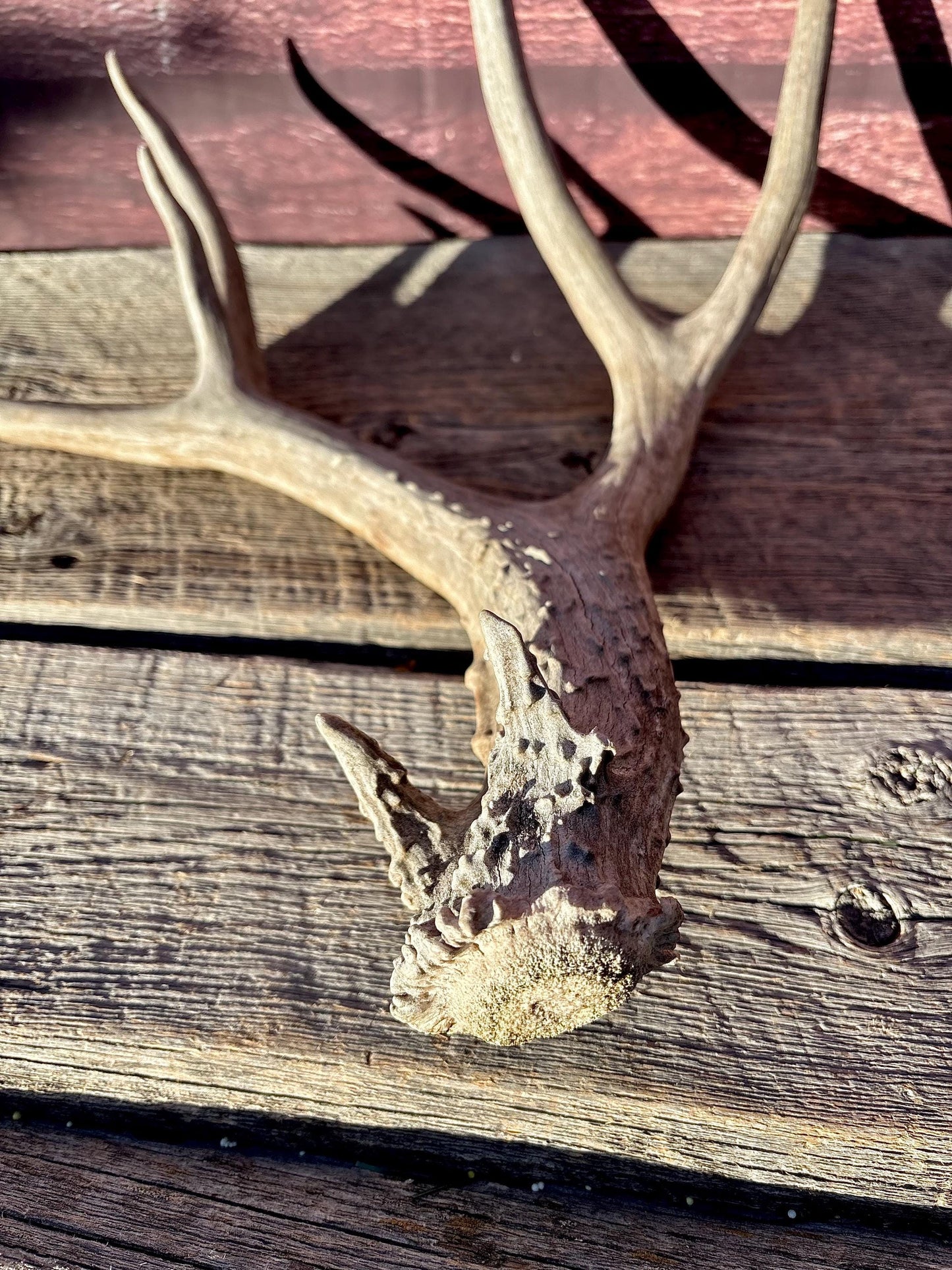 Large Mule deer Antler. Heavy Mass. Saskatchewan Mule deer. Rustic decor, centrepiece, crafting and more!