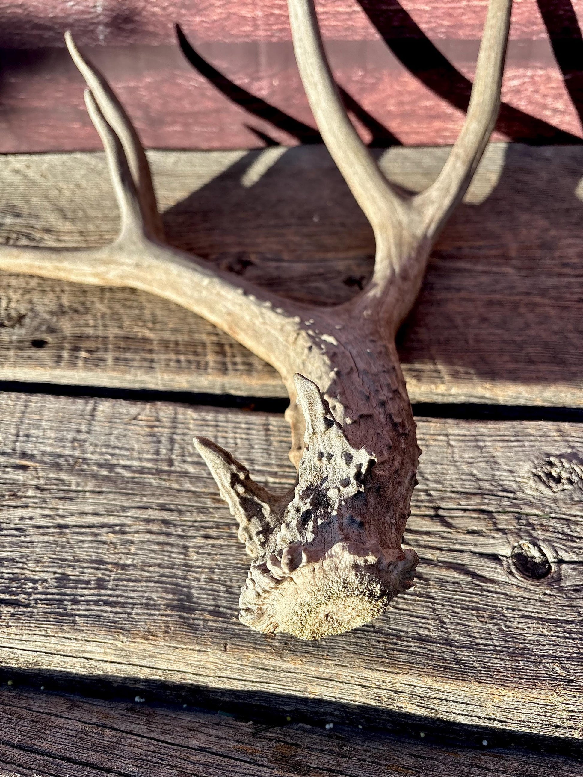 Large Mule deer Antler. Heavy Mass. Saskatchewan Mule deer. Rustic decor, centrepiece, crafting and more!