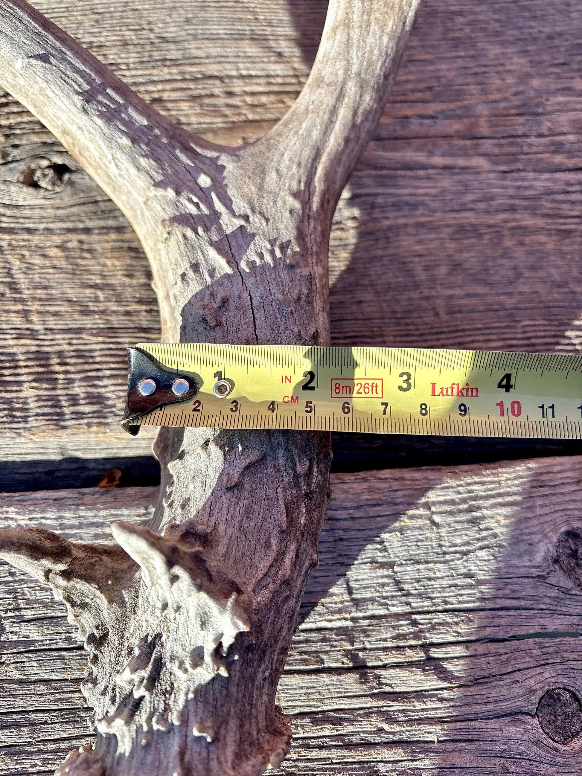 Large Mule deer Antler. Heavy Mass. Saskatchewan Mule deer. Rustic decor, centrepiece, crafting and more!