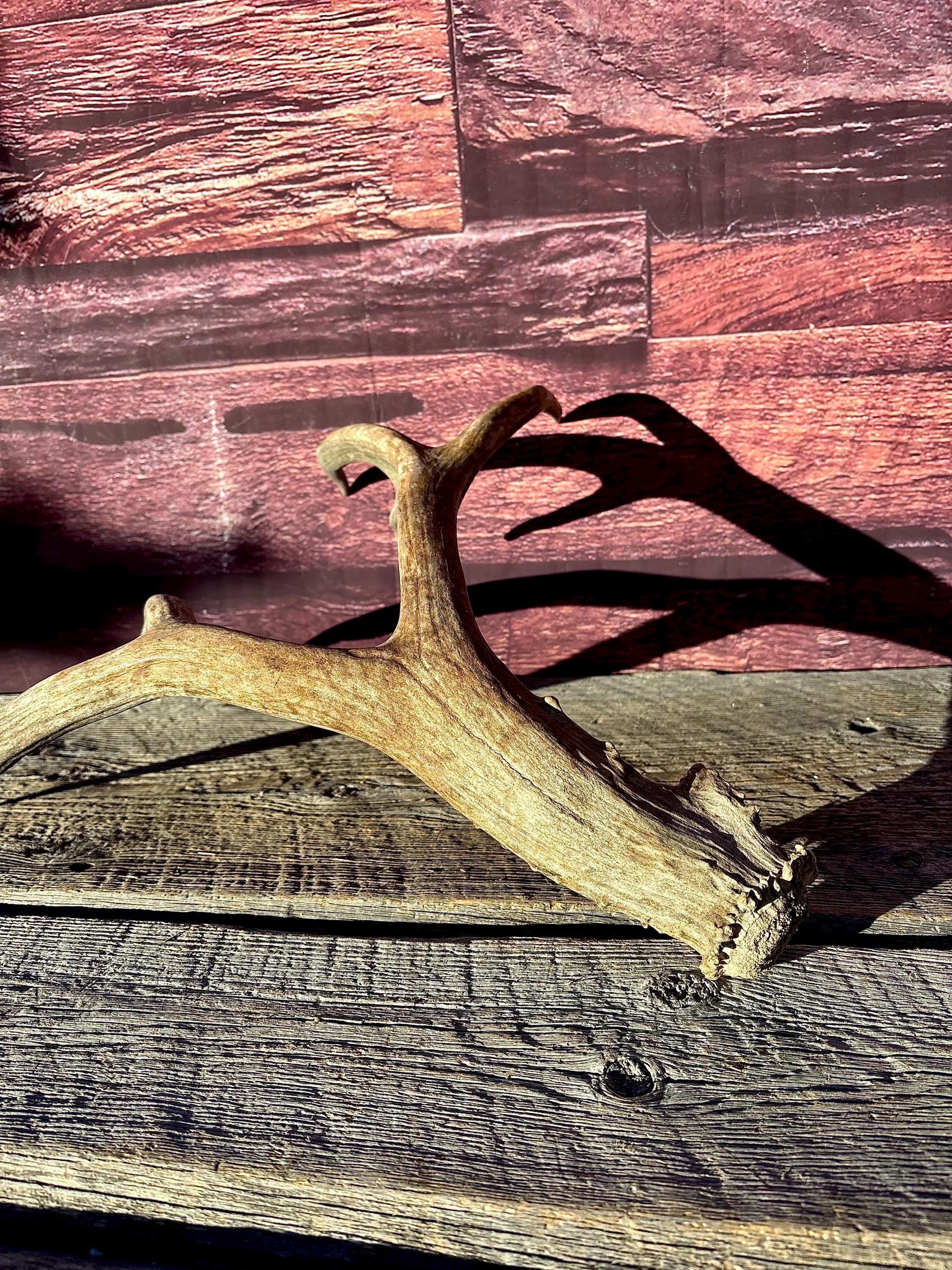 Large Mule deer Antler. Heavy Mass. Saskatchewan Mule deer. Rustic decor, centrepiece, crafting and more!