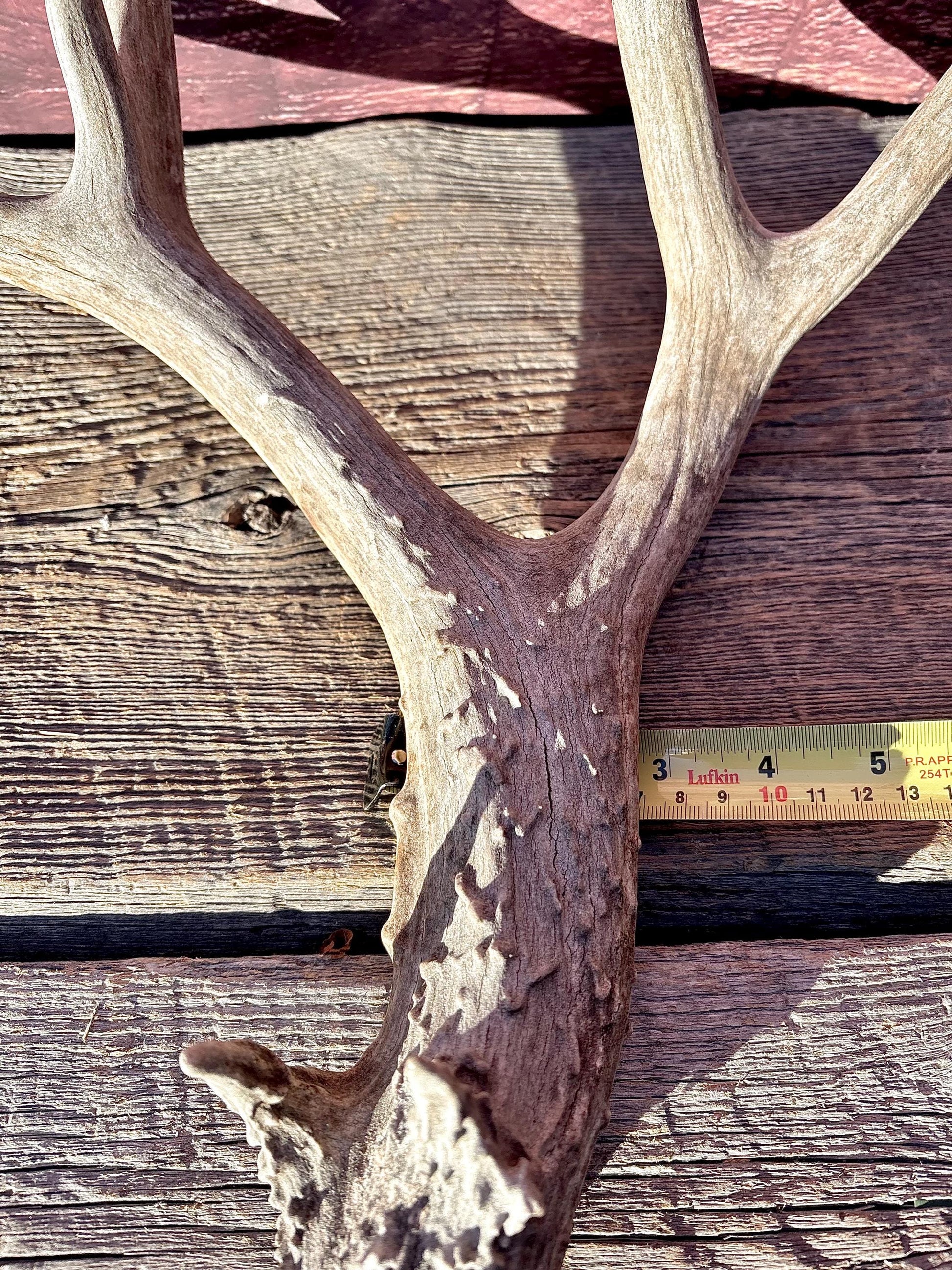 Large Mule deer Antler. Heavy Mass. Saskatchewan Mule deer. Rustic decor, centrepiece, crafting and more!