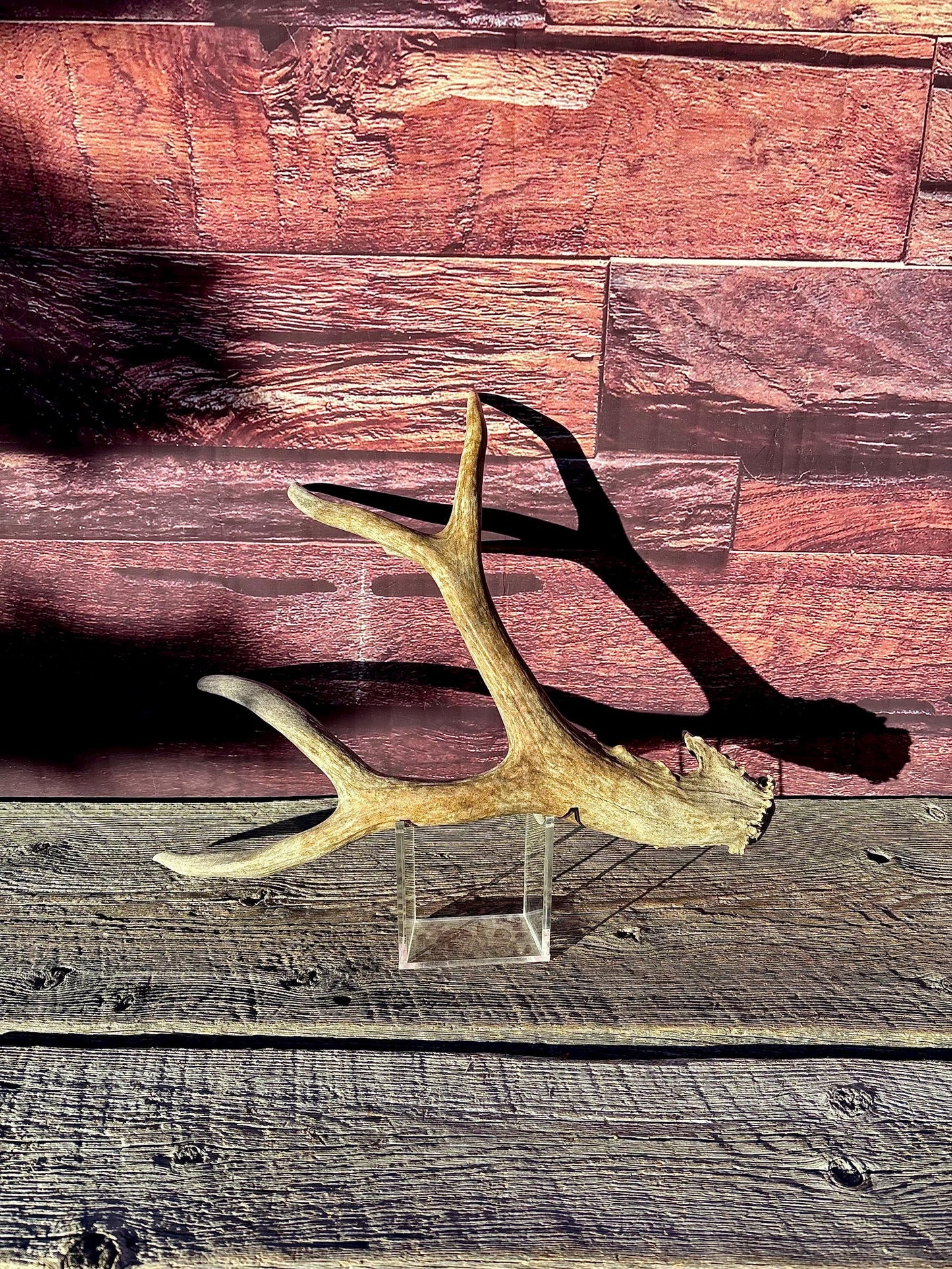 Large Mule deer Antler. Heavy Mass. Saskatchewan Mule deer. Rustic decor, centrepiece, crafting and more!