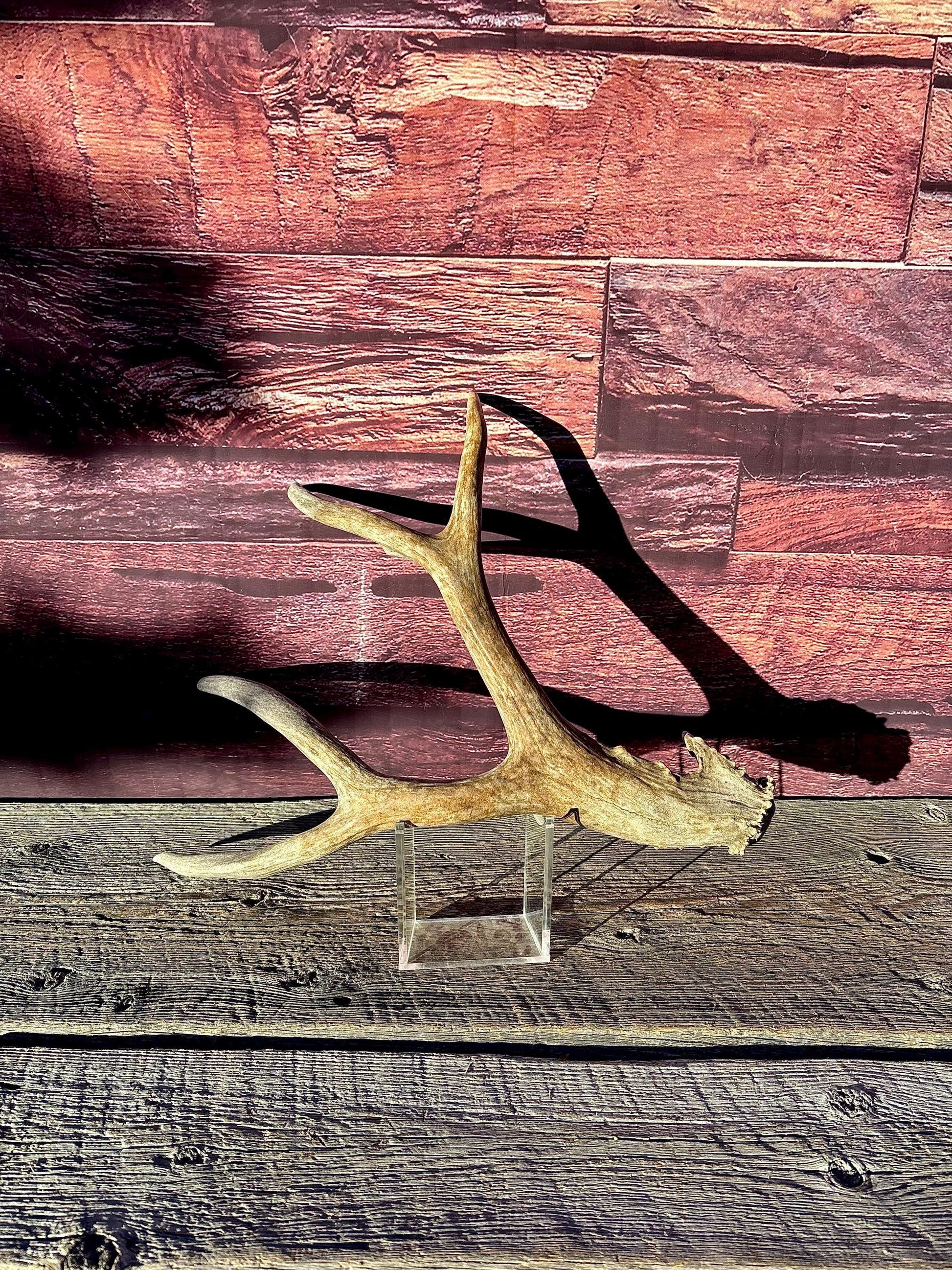 Large Mule deer Antler. Heavy Mass. Saskatchewan Mule deer. Rustic decor, centrepiece, crafting and more!
