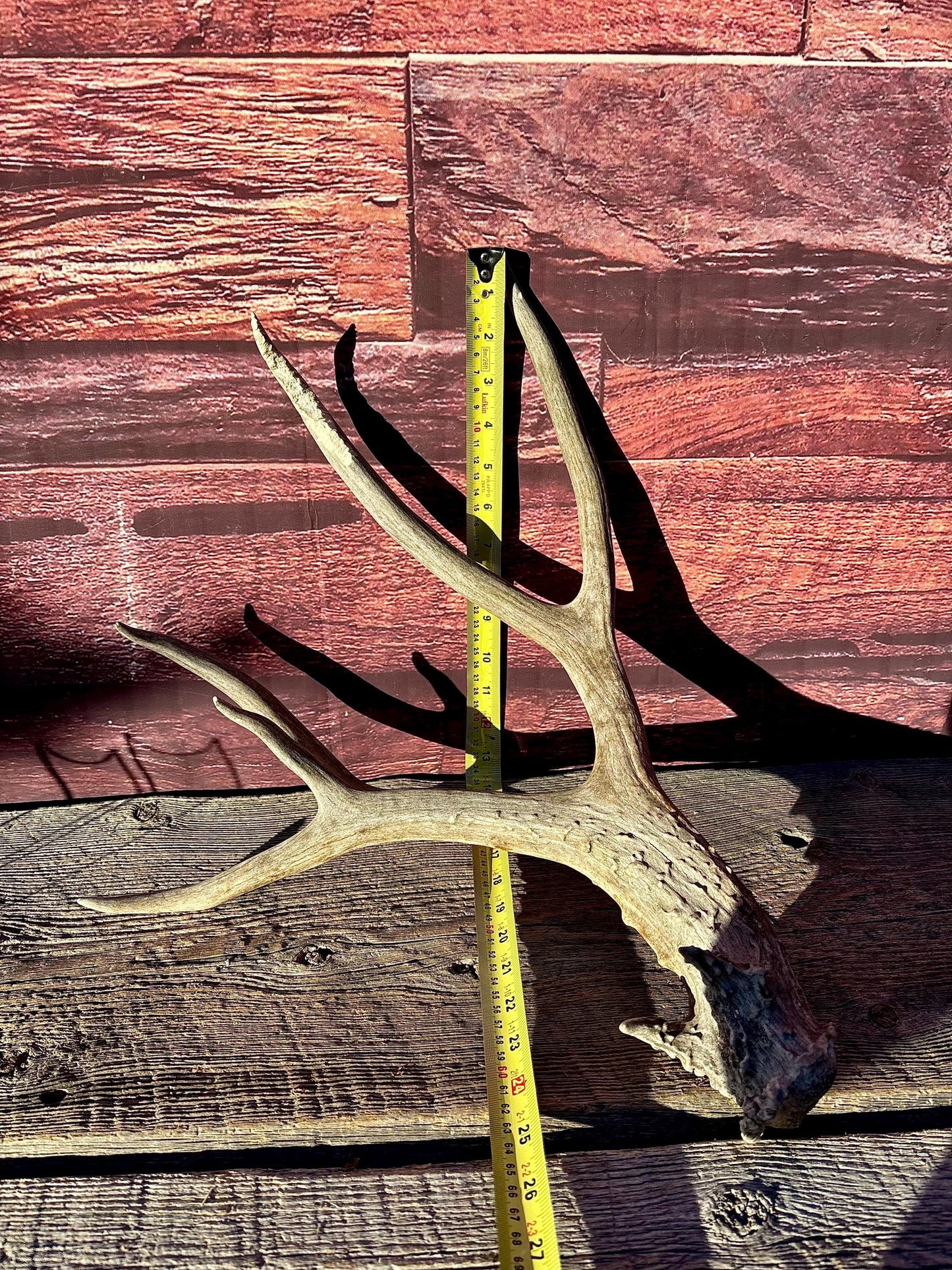 Large Mule deer Antler. Heavy Mass. Saskatchewan Mule deer. Rustic decor, centrepiece, crafting and more!