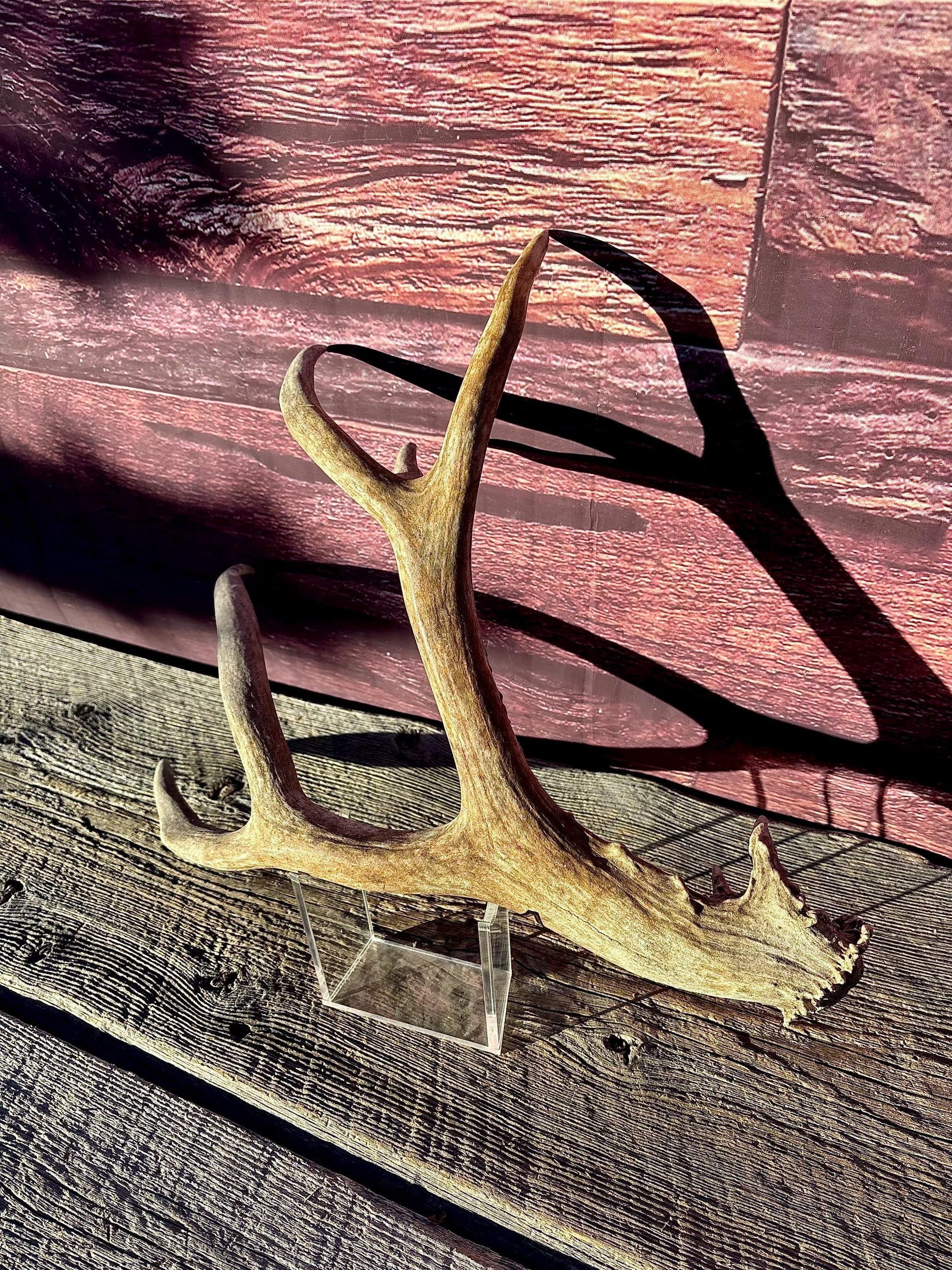 Large Mule deer Antler. Heavy Mass. Saskatchewan Mule deer. Rustic decor, centrepiece, crafting and more!
