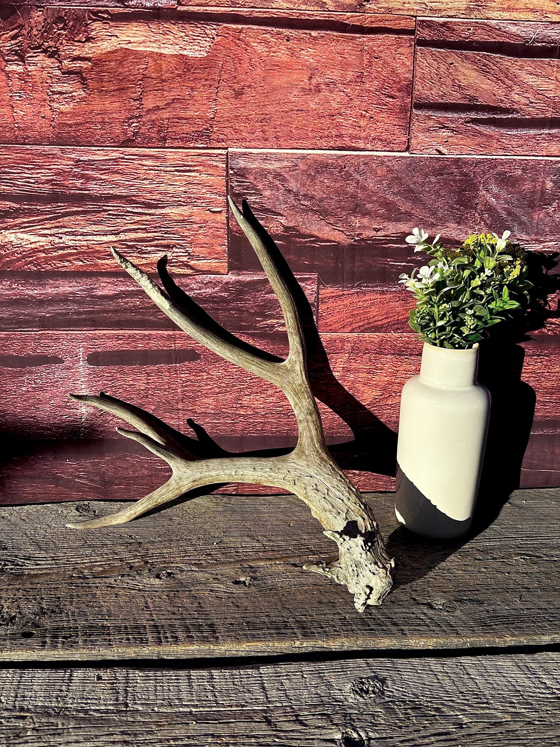 Large Mule deer Antler. Heavy Mass. Saskatchewan Mule deer. Rustic decor, centrepiece, crafting and more!
