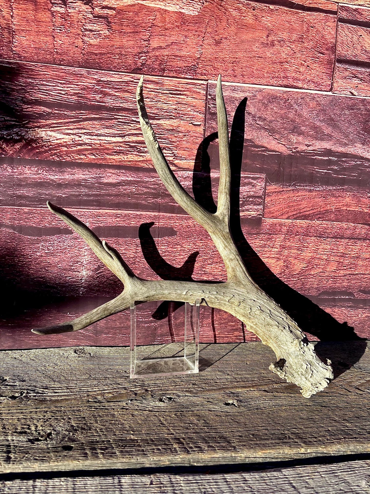 Large Mule deer Antler. Heavy Mass. Saskatchewan Mule deer. Rustic decor, centrepiece, crafting and more!